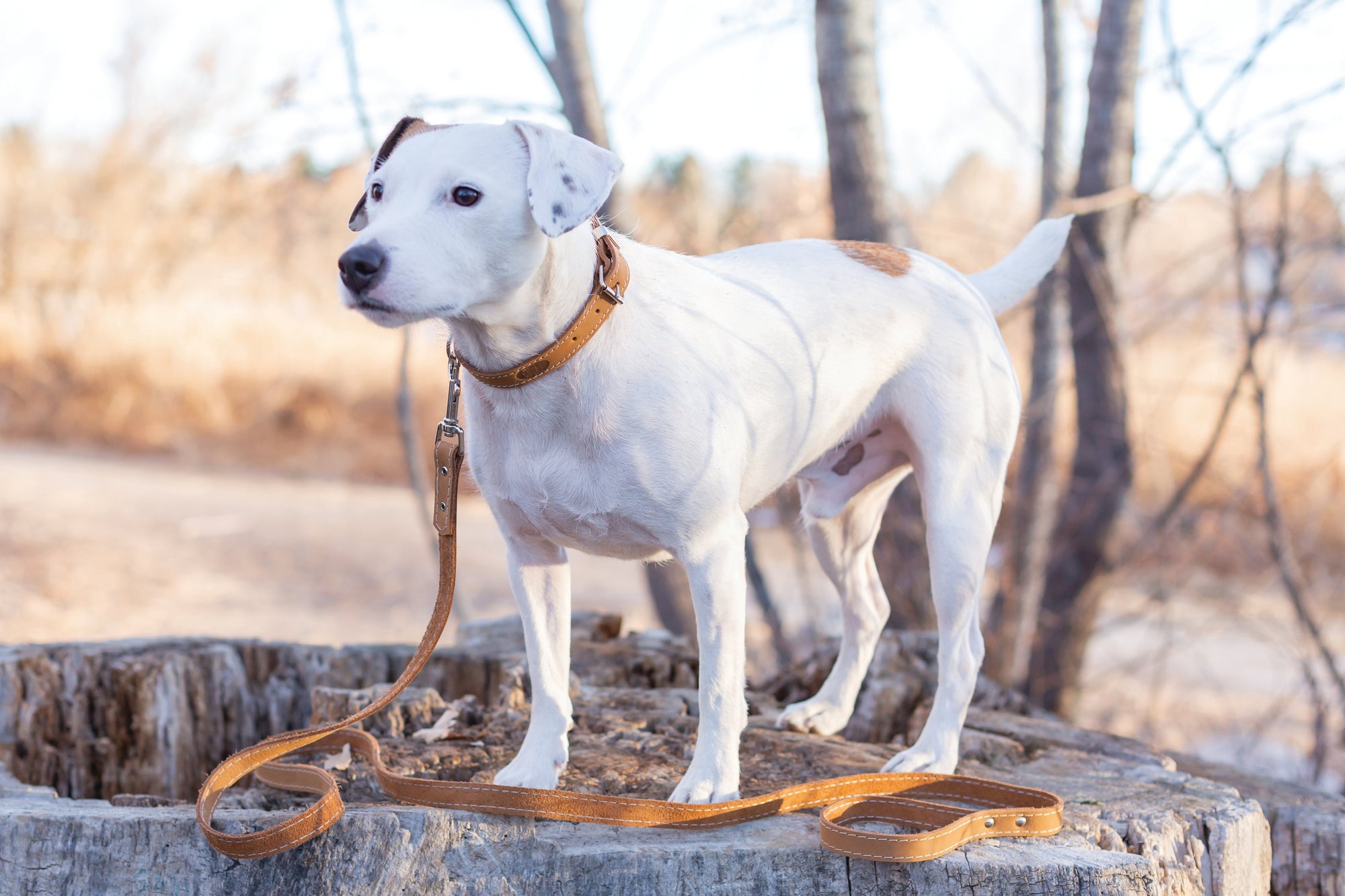 Euro-Dog Pro Line Leather Hunting Dog Collar