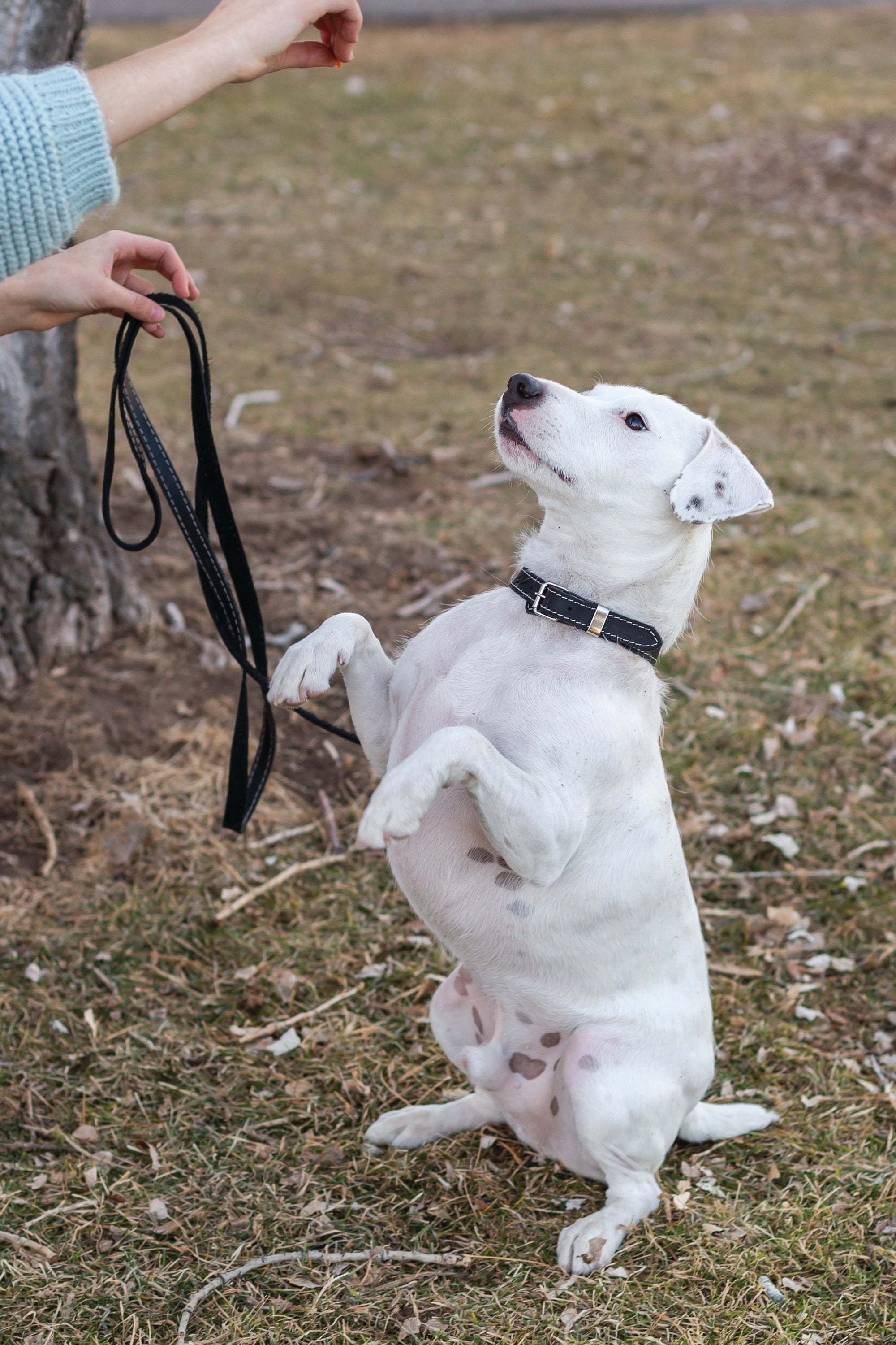 Euro-Dog Pro Line Leather Hunting Dog Collar