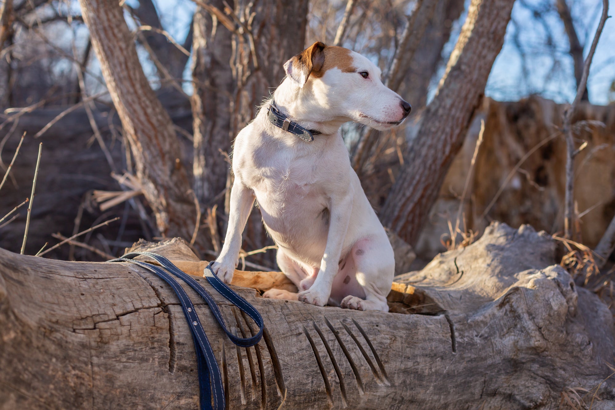 Euro-Dog Pro Line Leather Hunting Dog Leash