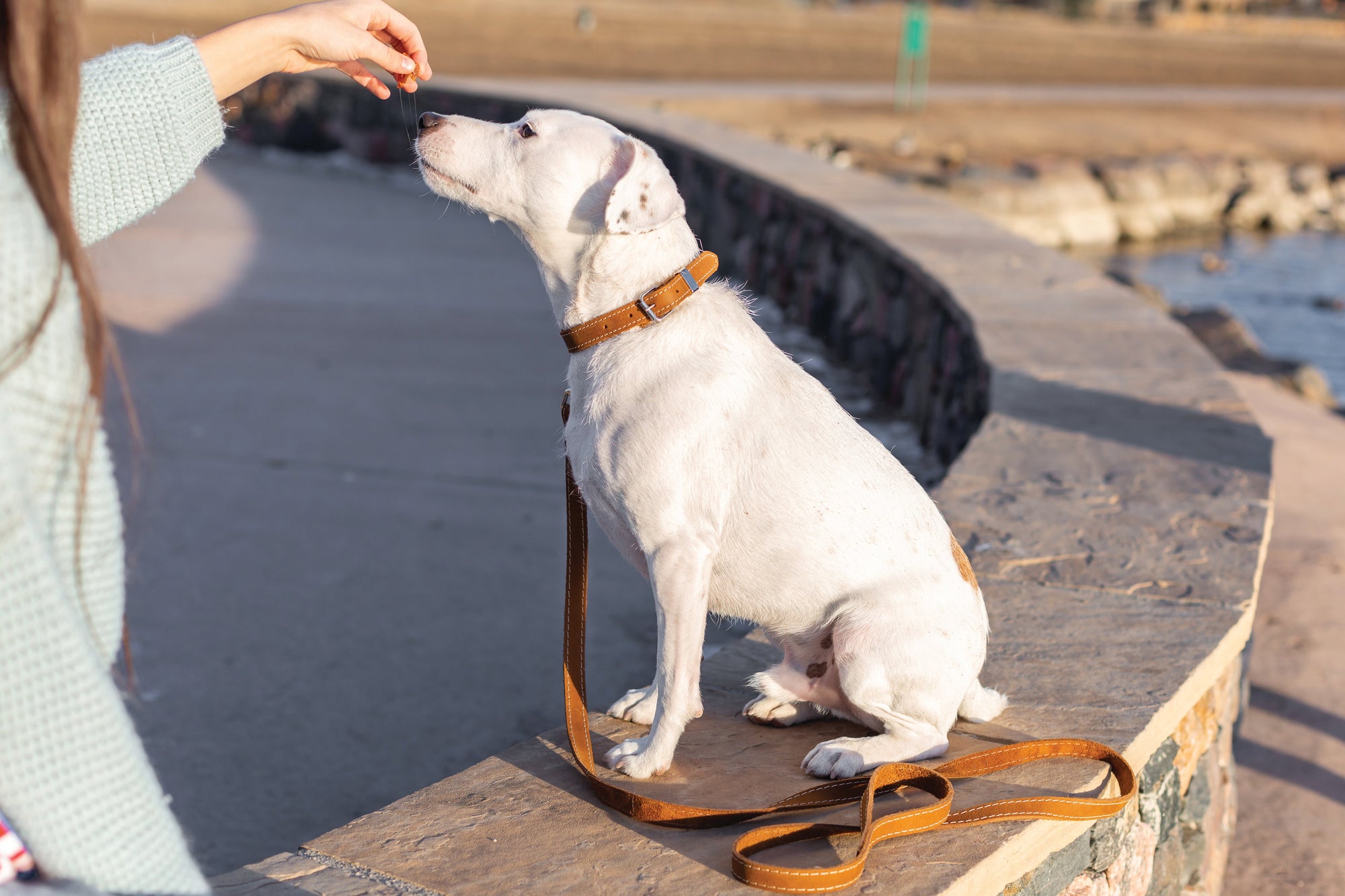Euro-Dog Pro Line Leather Hunting Dog Leash