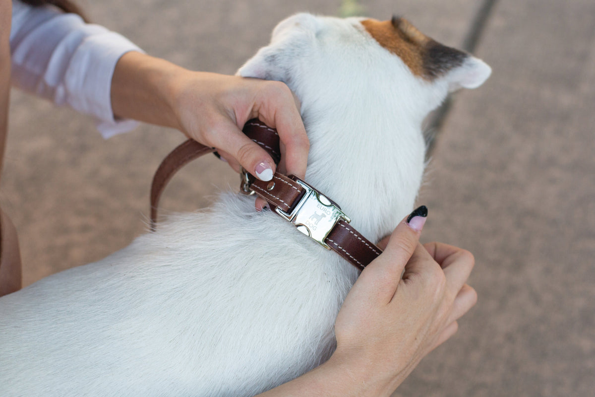 Euro-Dog Quick-Release Chocolate Leather Dog Collar