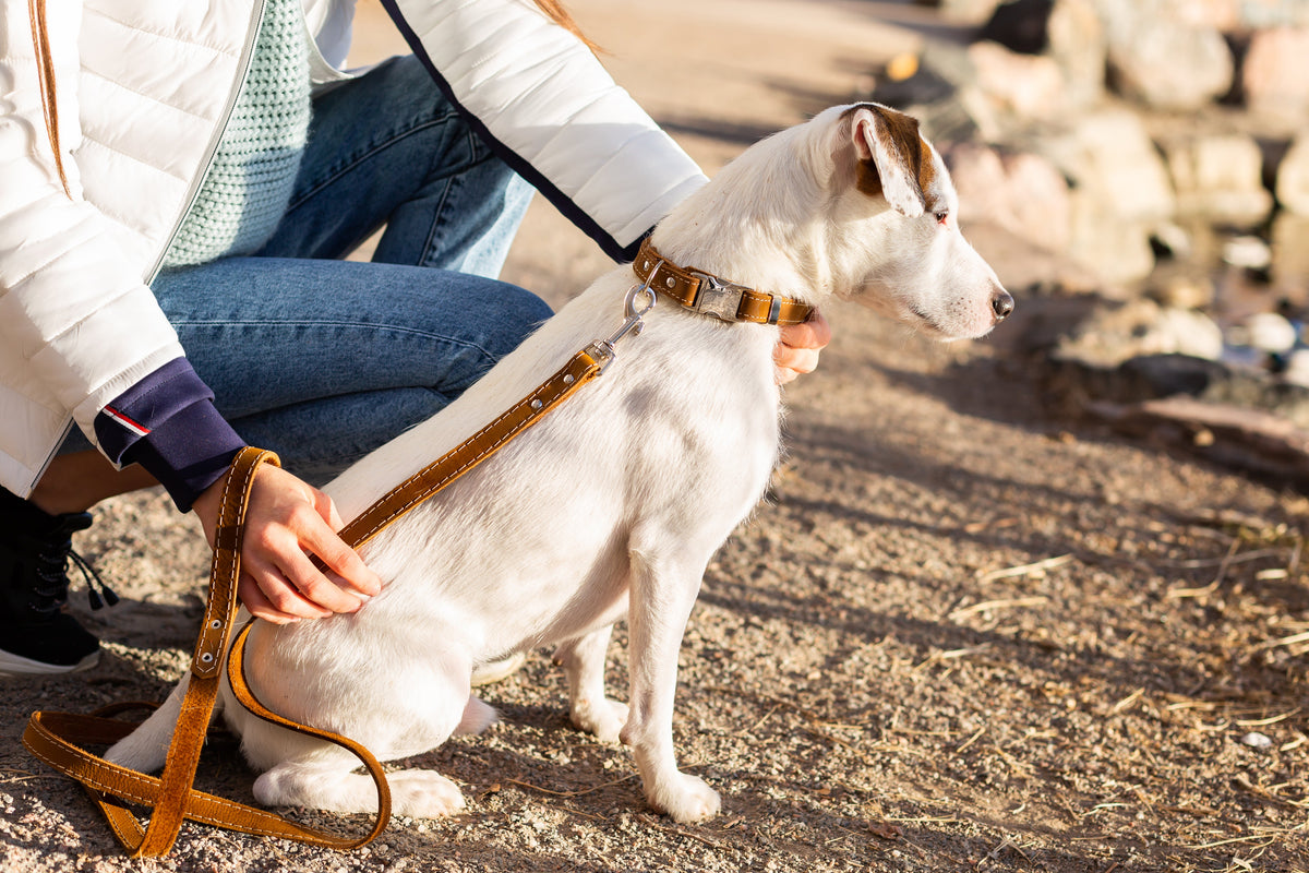 Euro-Dog Traditional Earth Brown Leather Dog Leash