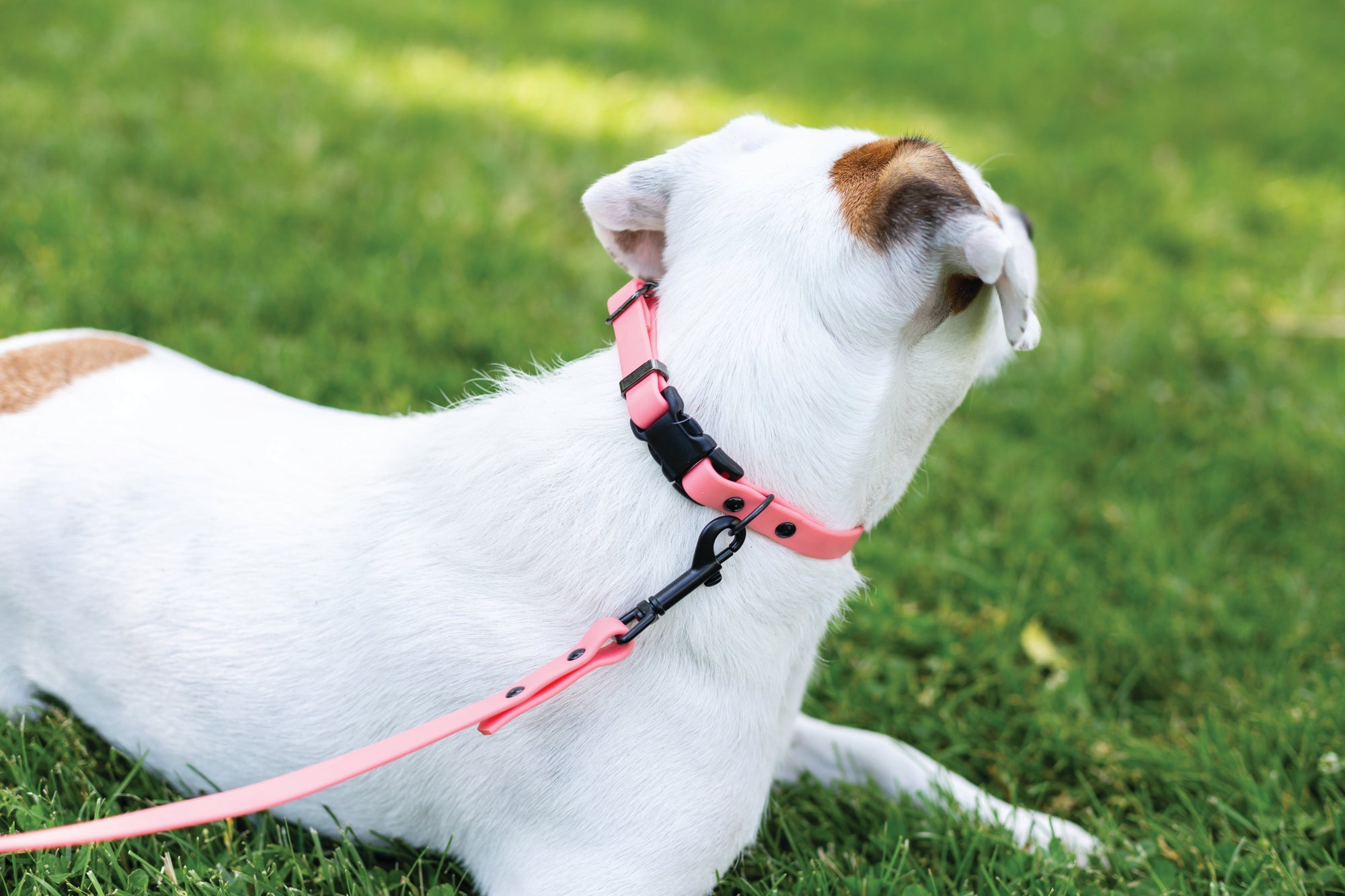 Euro-Dog Waterproof Soft-Touch PVC Dog Collar