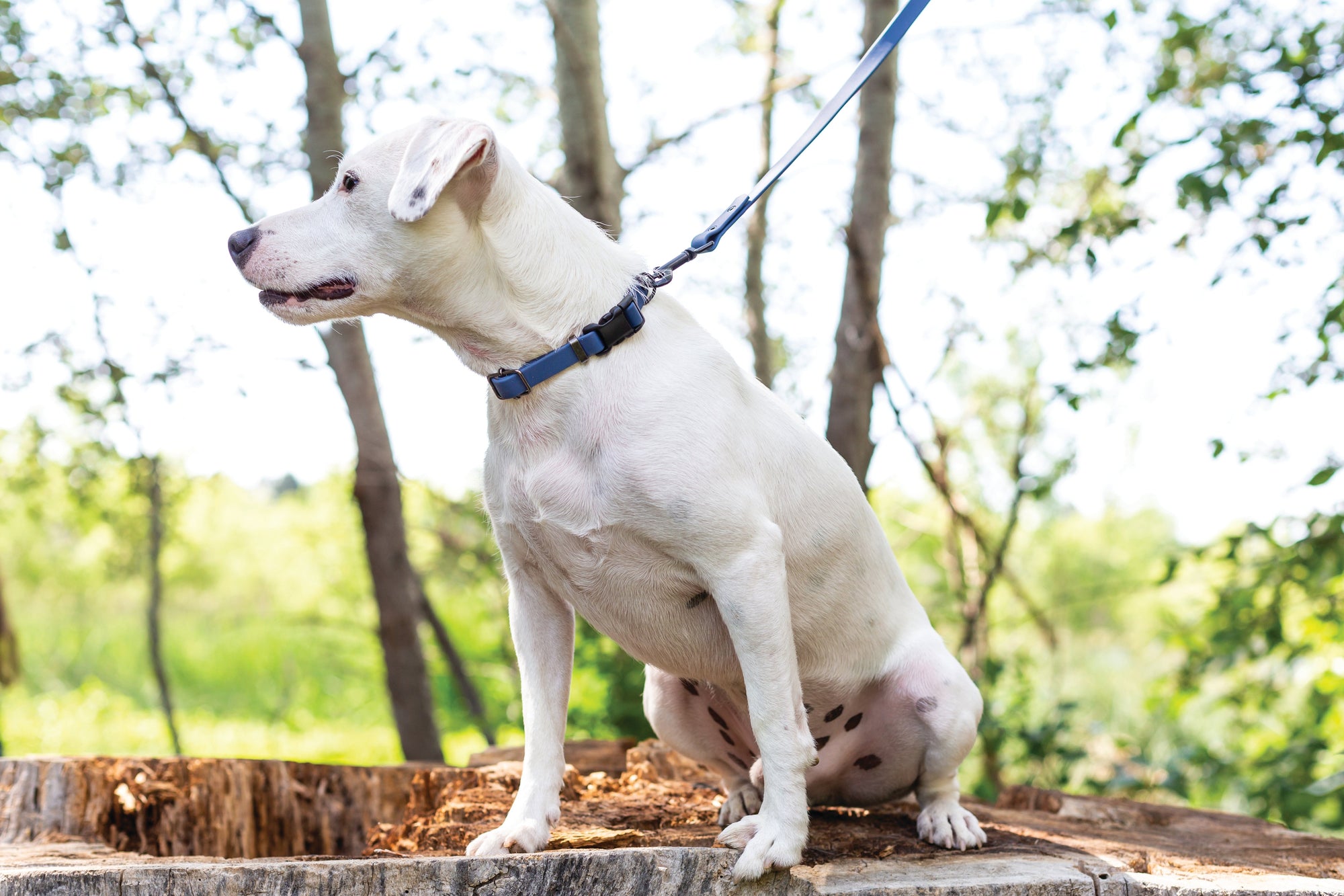 Euro-Dog Waterproof Soft-Touch PVC Dog Leash