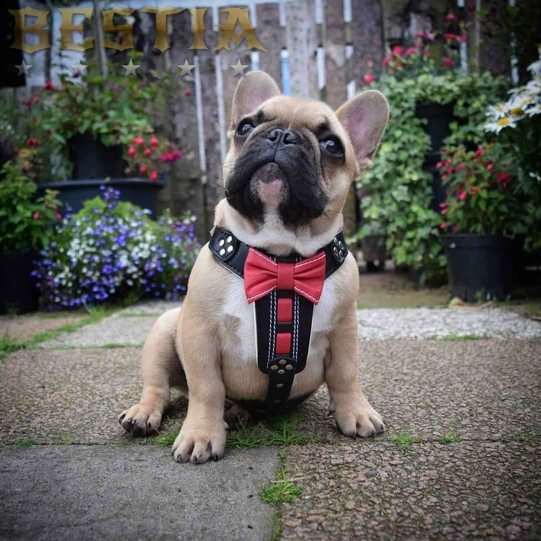 Bestia Bowtie Handmade Leather Black Small to Medium Dog Harness