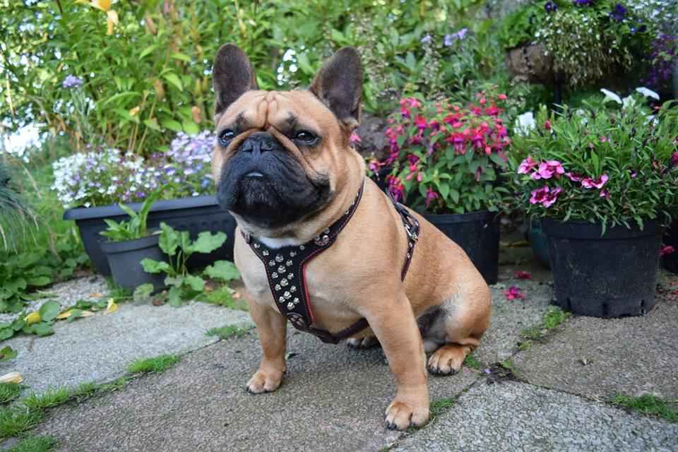 Bestia Rocky Studded Leather Small to Medium Dog Harness