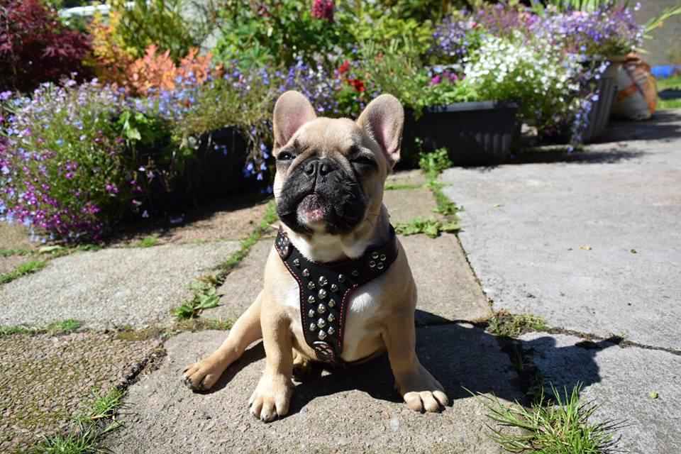 Bestia Rocky Studded Leather Small to Medium Dog Harness