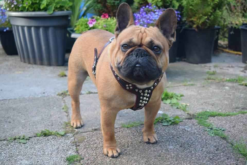 Bestia Rocky Studded Leather Small to Medium Dog Harness