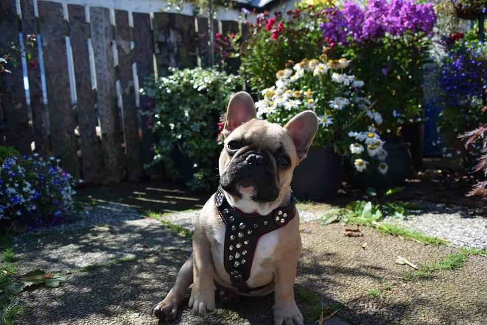 Bestia Rocky Studded Leather Small to Medium Dog Harness
