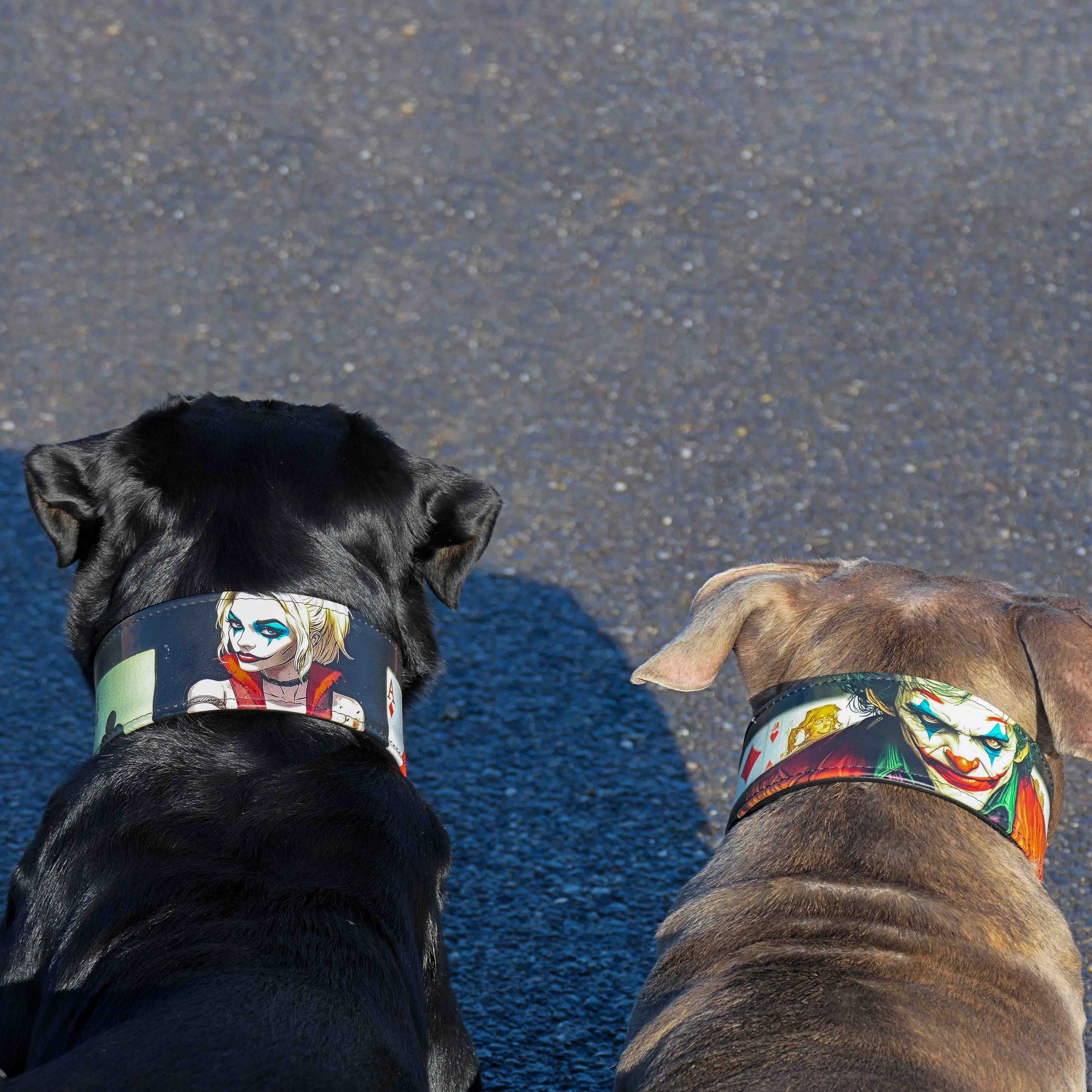 Bestia Harley Limited Edition Leather Dog Collar