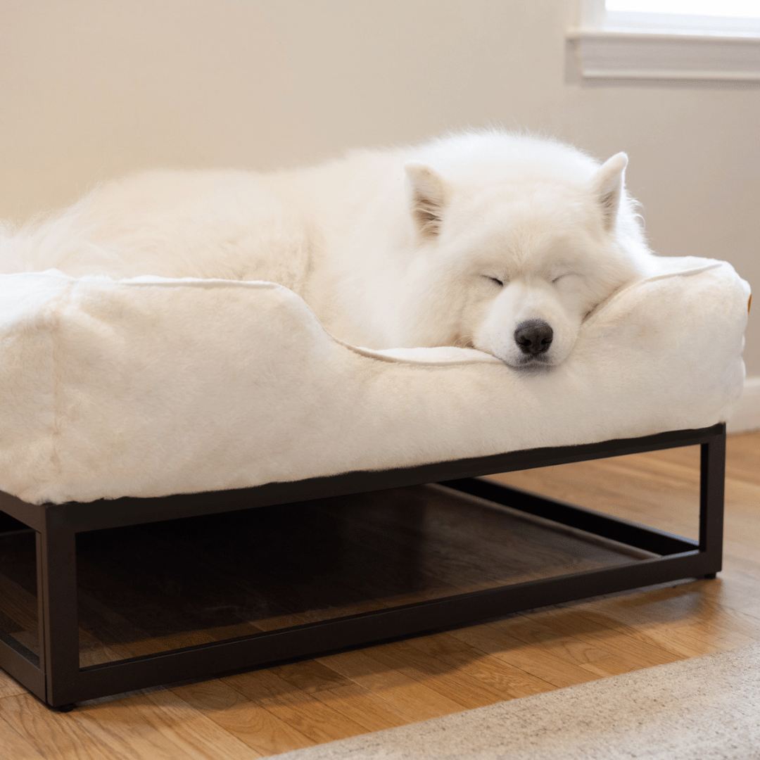 The FUZI Elevated Dog Bed