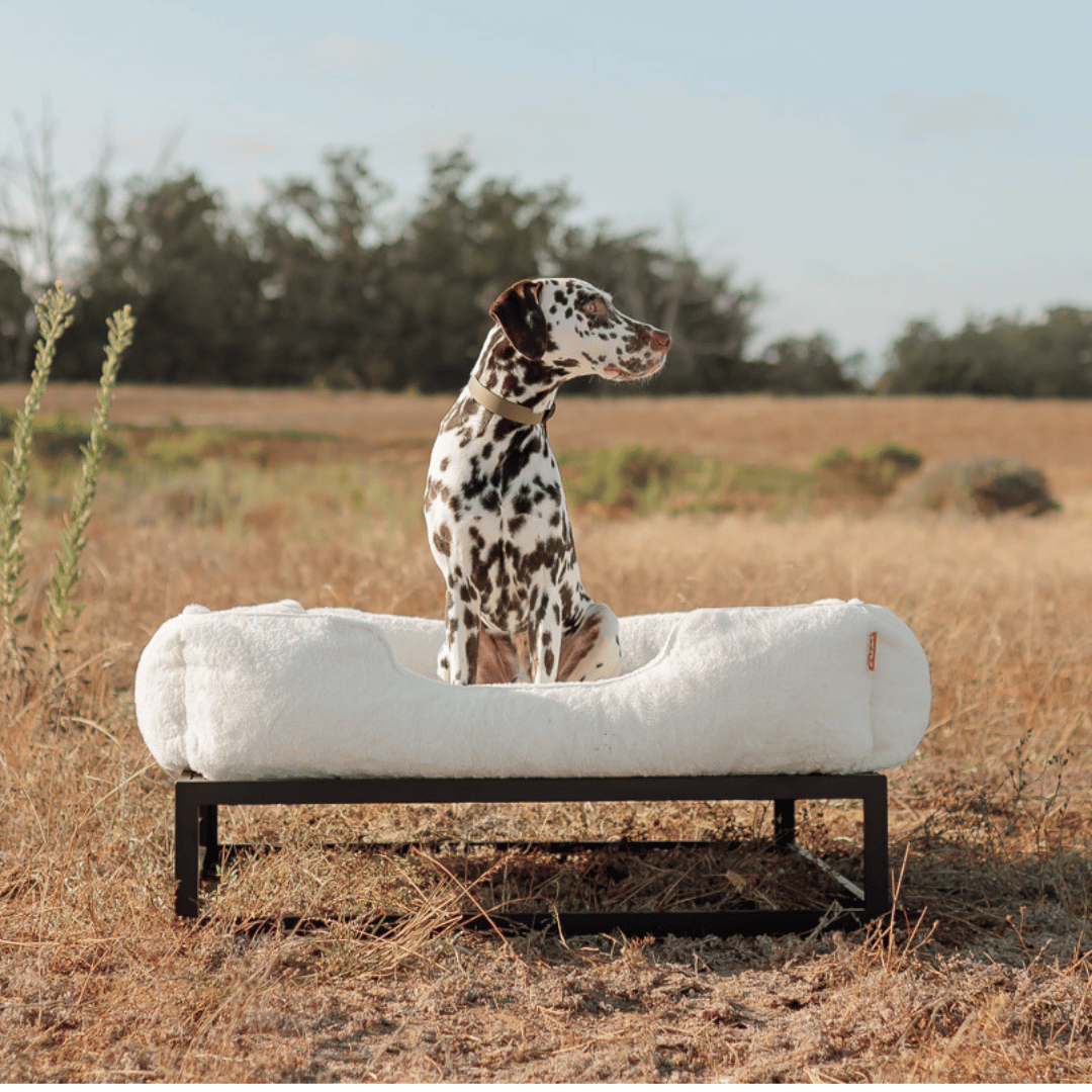 The FUZI Elevated Dog Bed