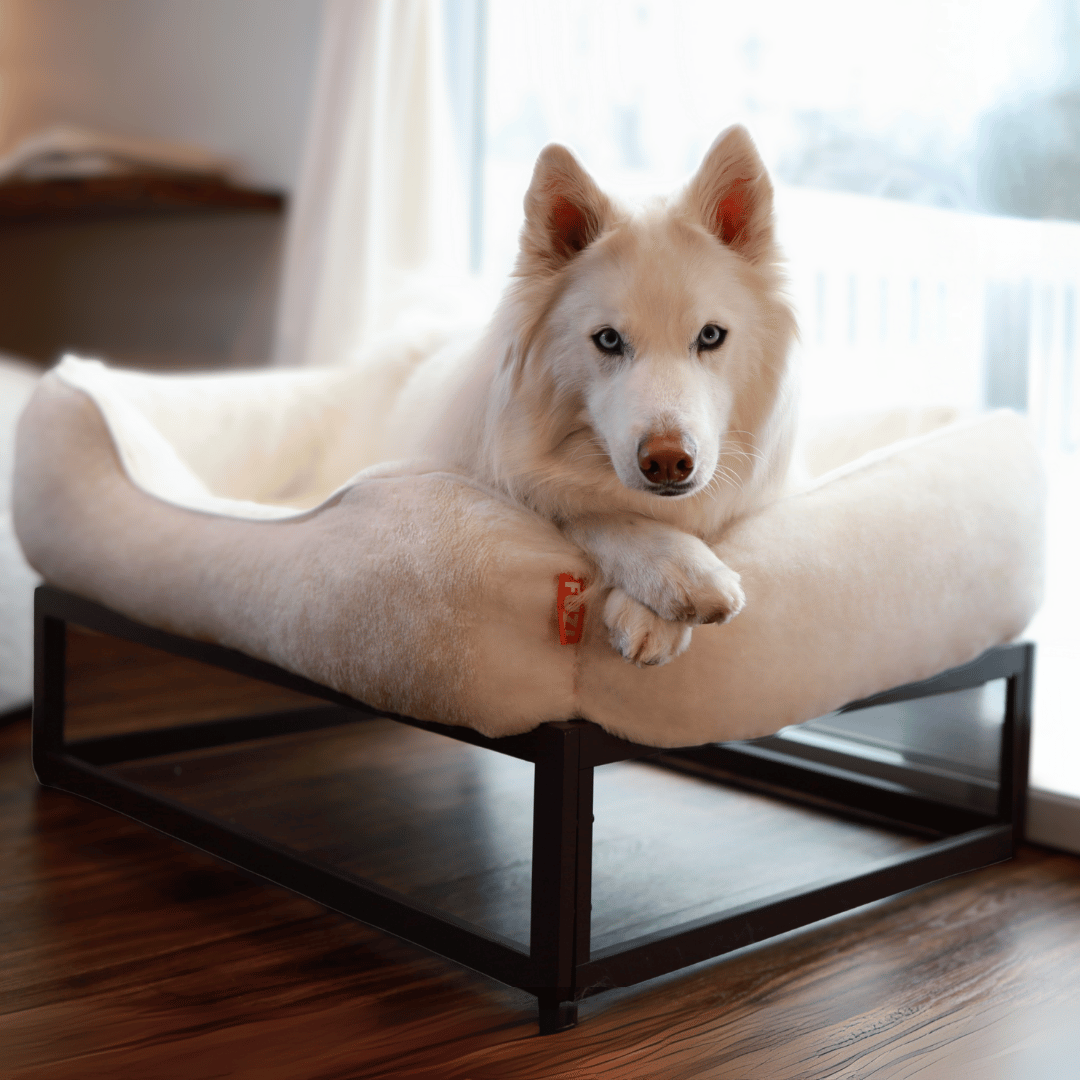 The FUZI Elevated Dog Bed