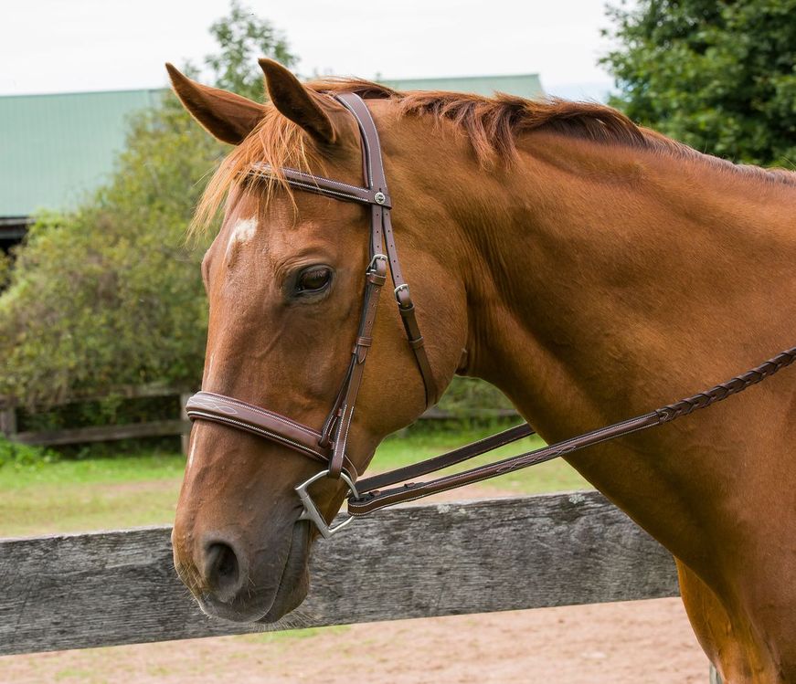 Henri de Rivel Pro Mono Crown Bridle with Padded Wide Noseband with Laced Reins