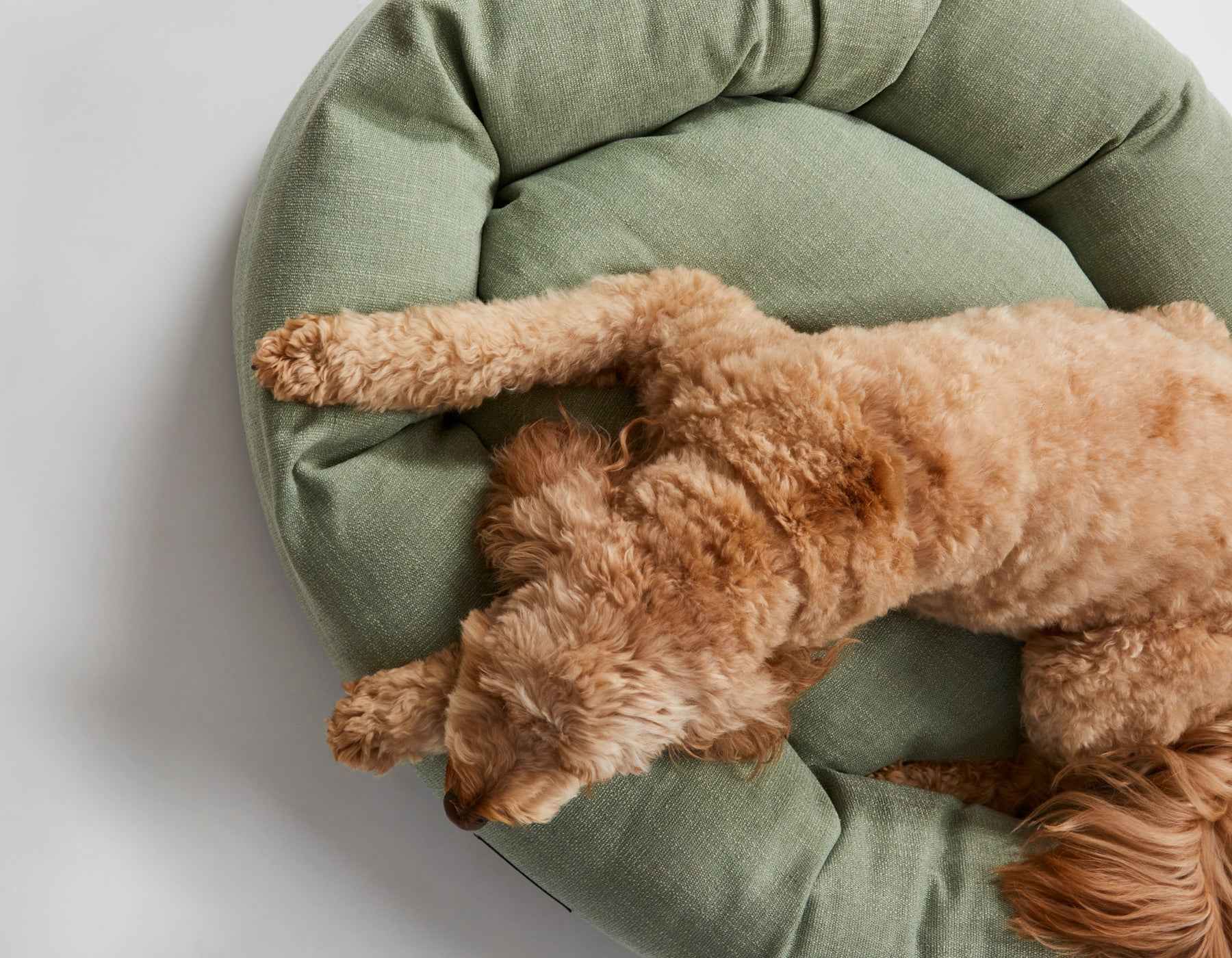 Warby Jasmine Donut Bed