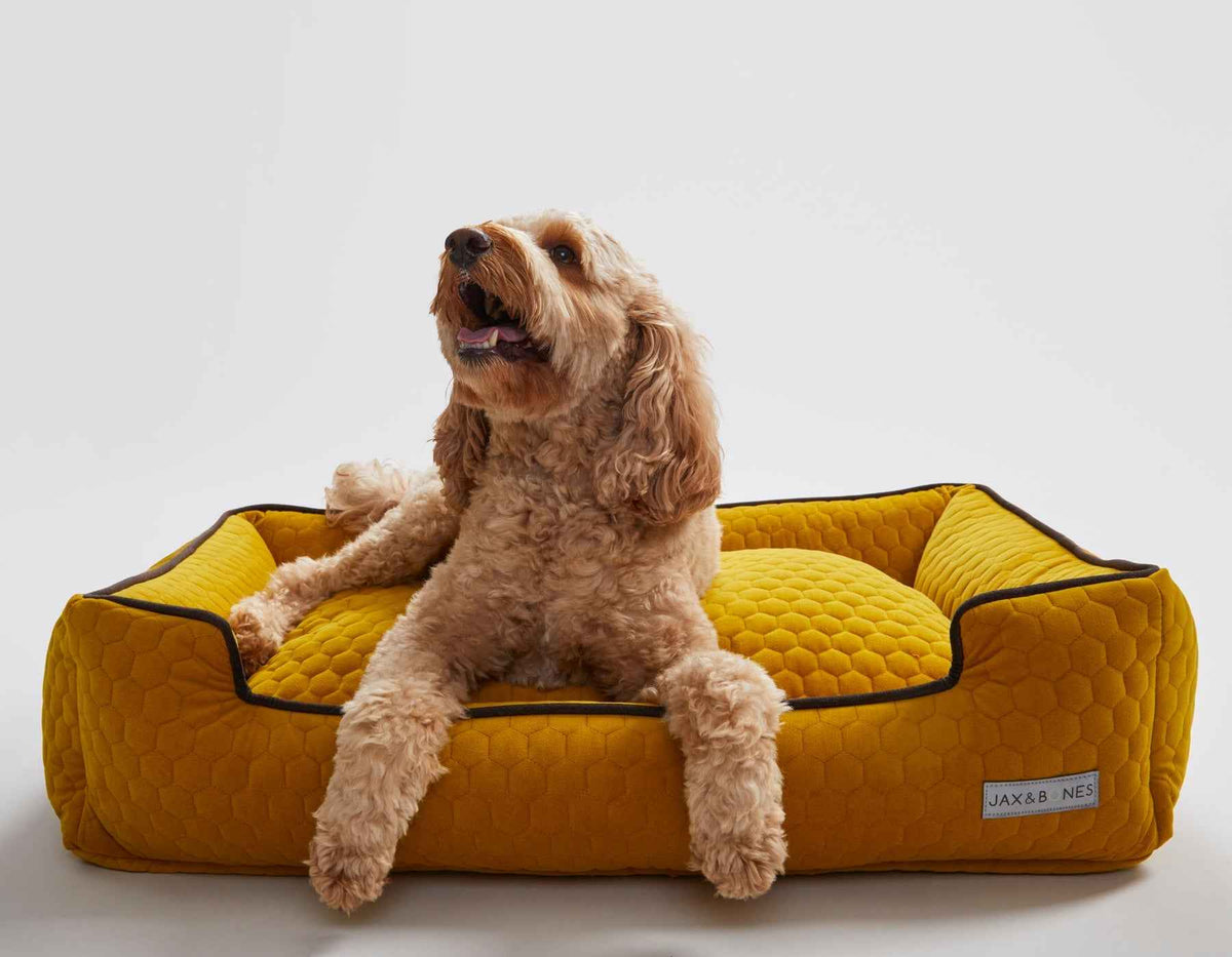 Bumble Chartreuse Lounge Bed