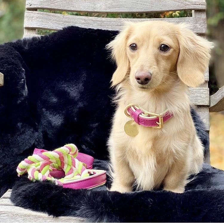 Collar - Candy Swirl