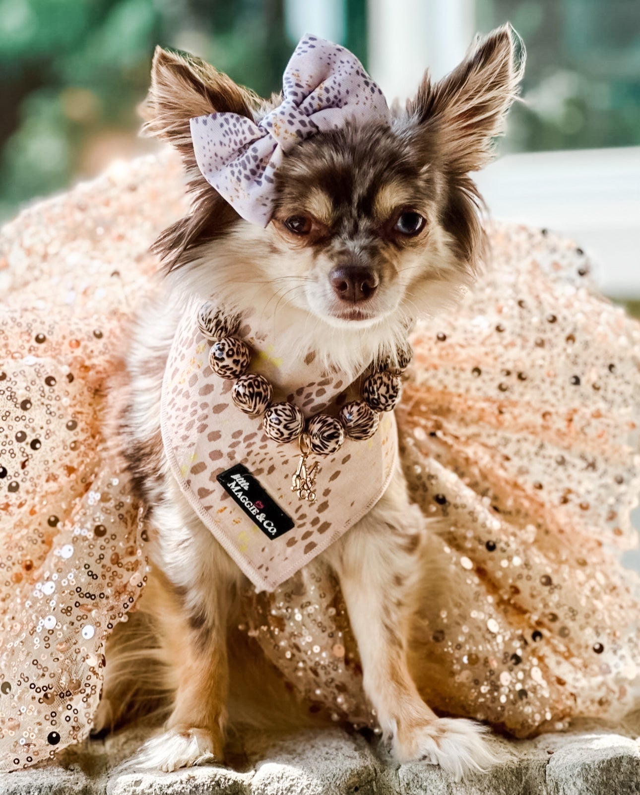 Bandana Set: Pawfect Beauty