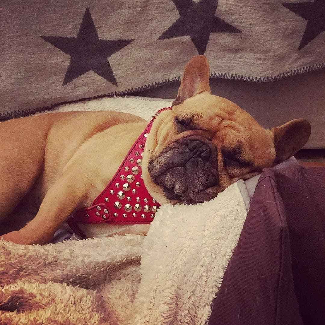 Bestia Star Leather Small to Medium Dog Harness