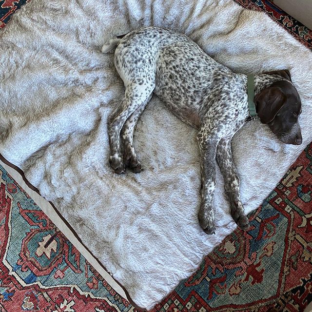 PupProtector Short Fur Waterproof Throw Blanket White with Brown Accents
