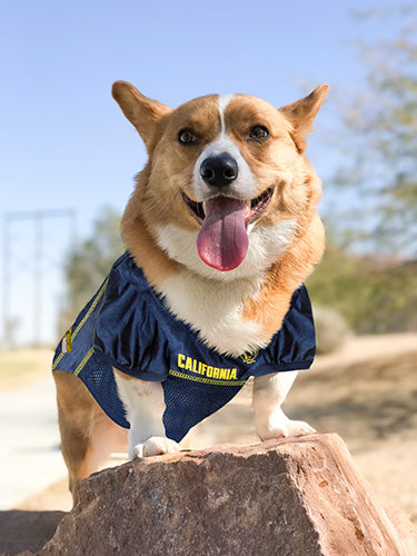 California Golden Bears Dog Jersey - HT Animal Supply