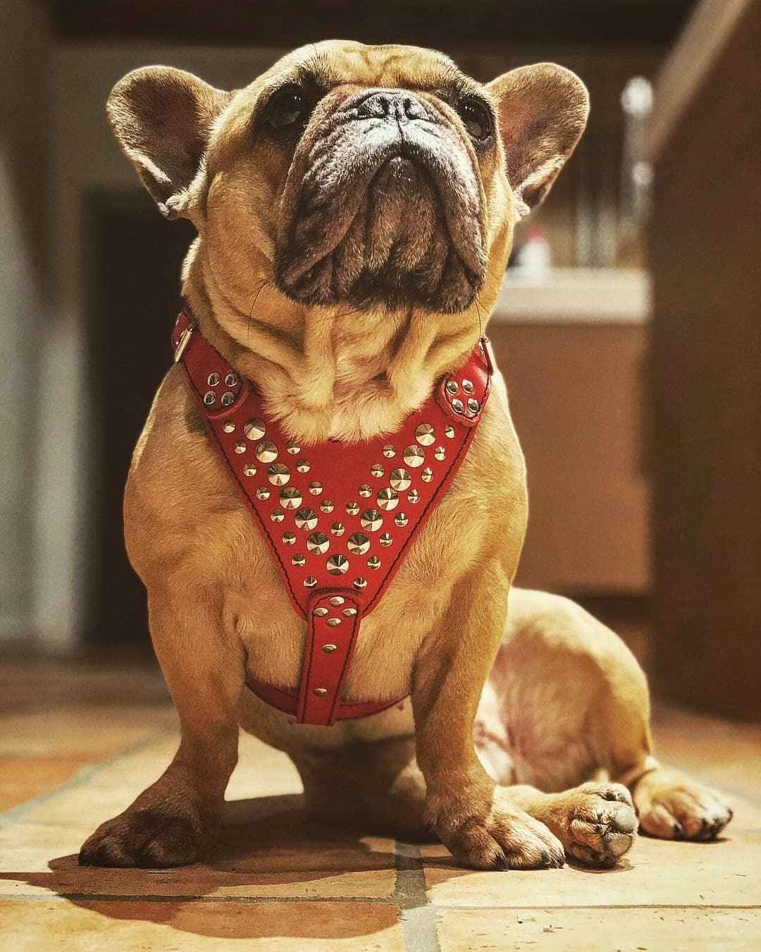Bestia Star Leather Small to Medium Dog Harness