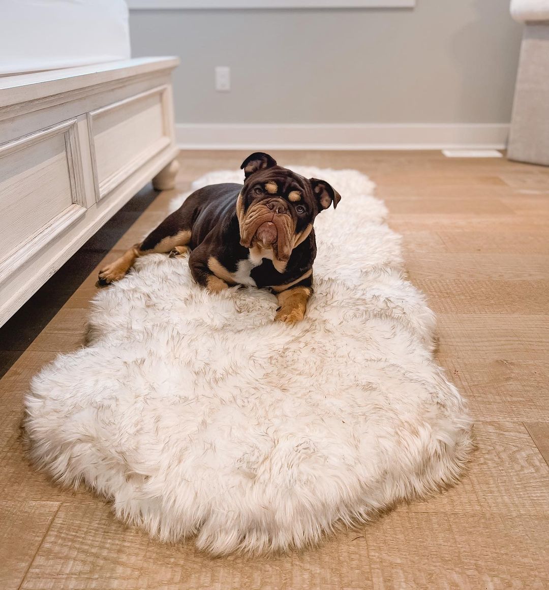 PupRug Runner Faux Fur Memory Foam Dog Bed Curve White with Brown Accents