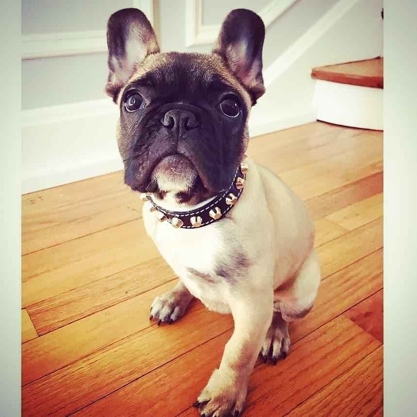 Bestia Rock Leather Dog Collar