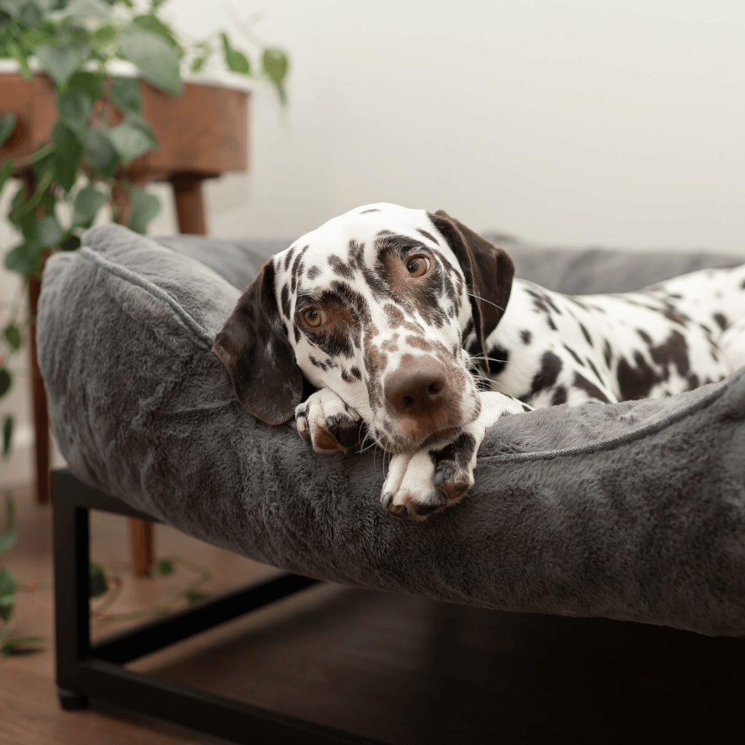 The FUZI Elevated Dog Bed