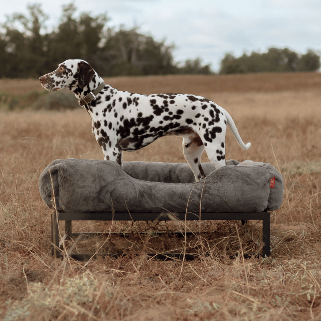 The FUZI Elevated Dog Bed