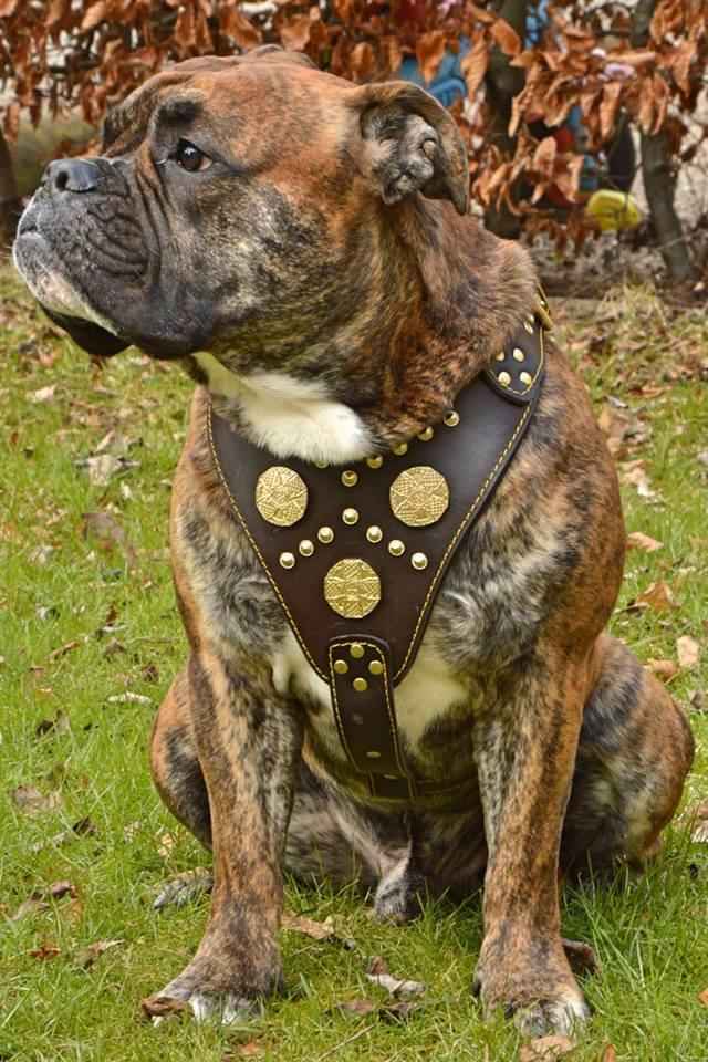 Bestia Maximus Brown Leather Dog Harness