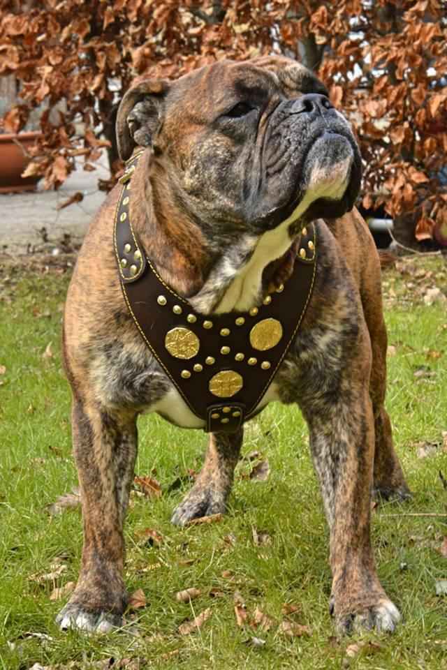 Bestia Maximus Brown Leather Dog Harness