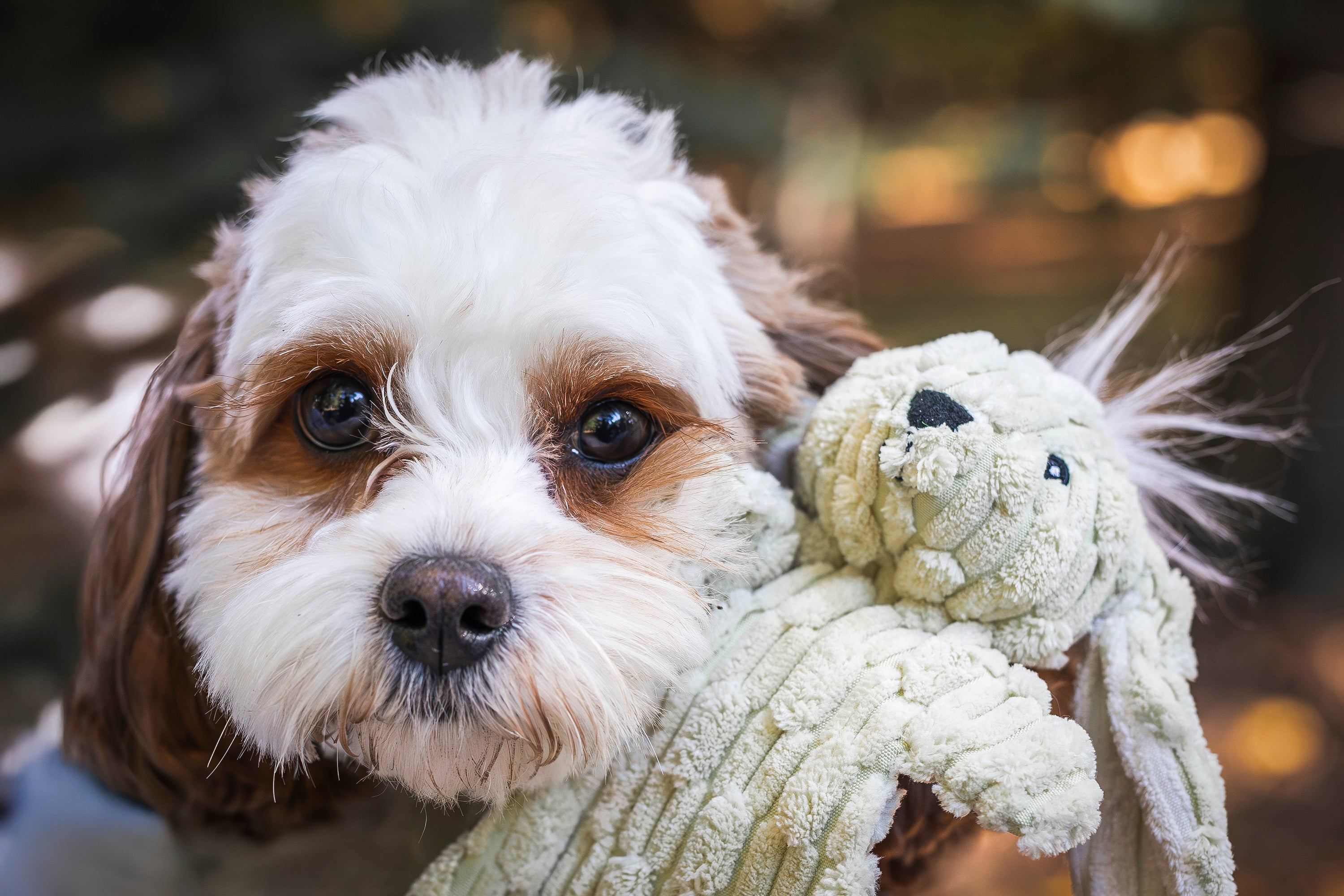 Barnyard HuggleFlattiesTM Assorted Durable Plush Dog Toys (3pk)