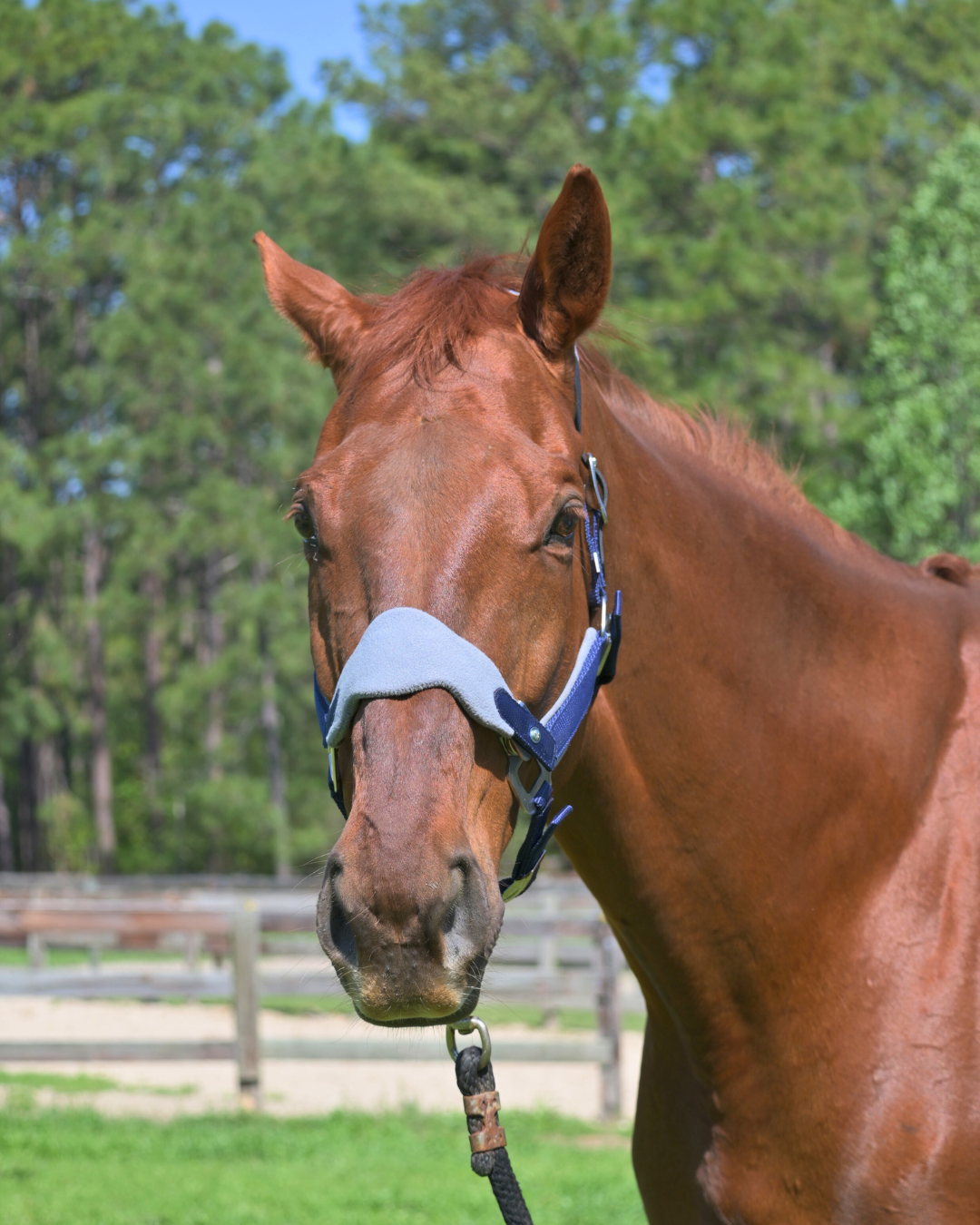 Magna Halter TM in Blue with Fleece Nose and Fleece Crownpiece Leather Breakaway