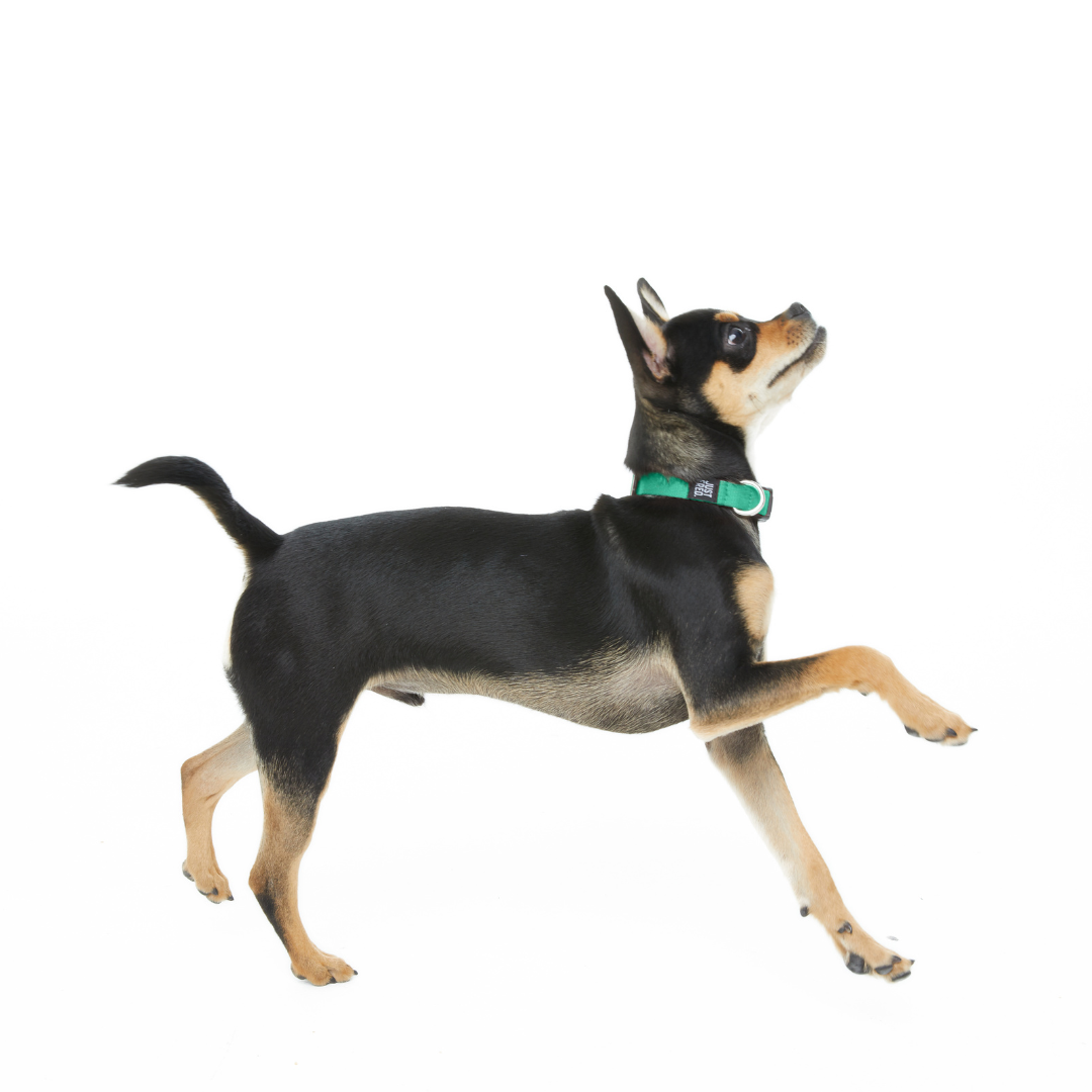 Dog Collar