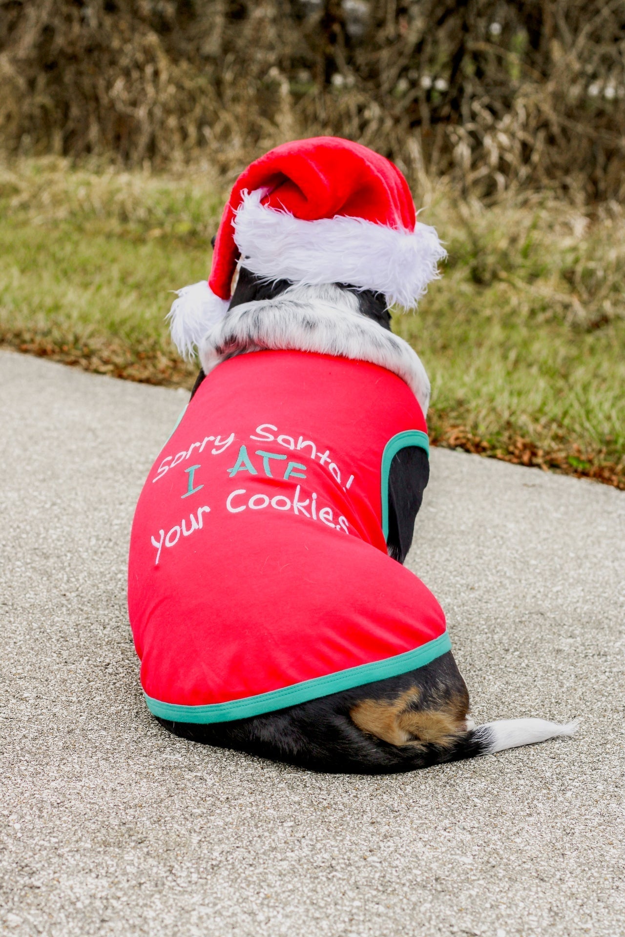 Parisian Pet Sorry Santa, I Ate Your Cookies Christmas Shirt for Pets - Festive Dog & Cat Outfit, Red