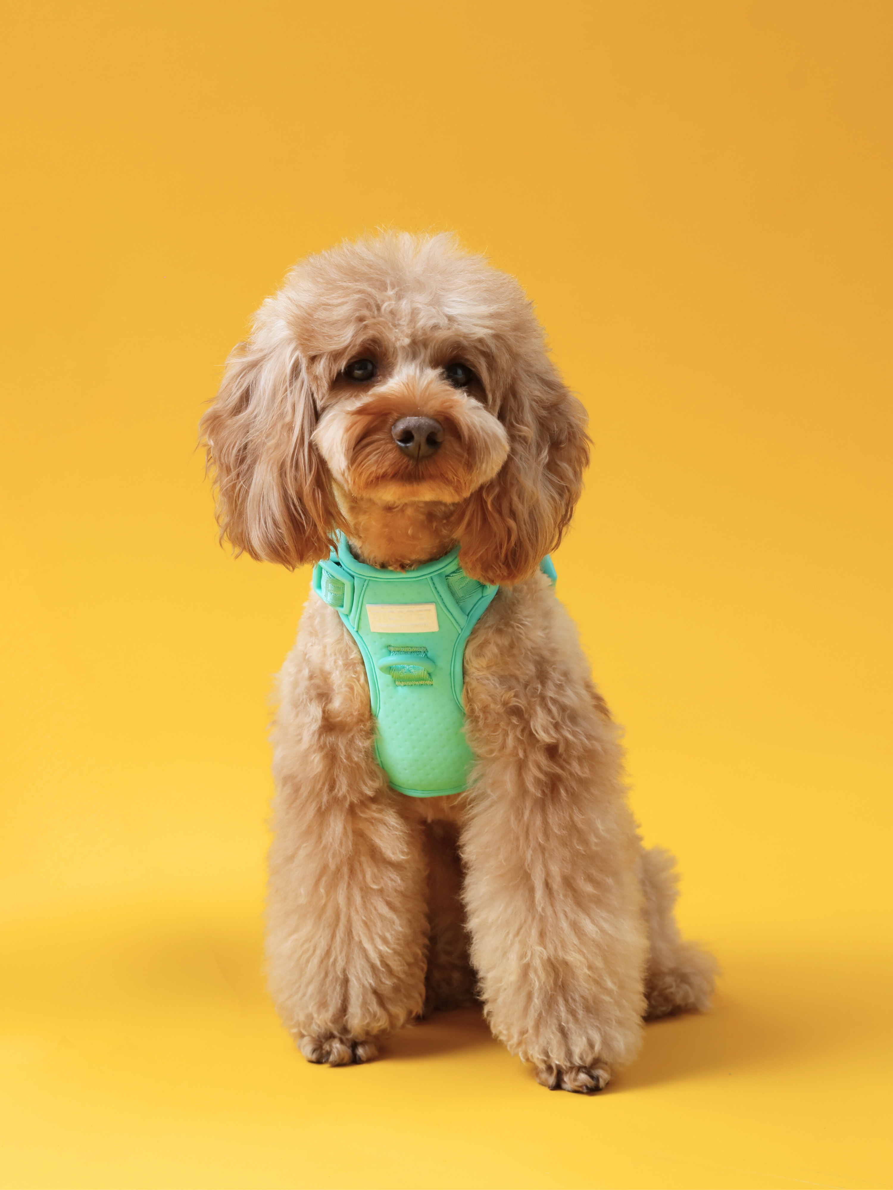 No Pull Active Pet Harness-Mint Green