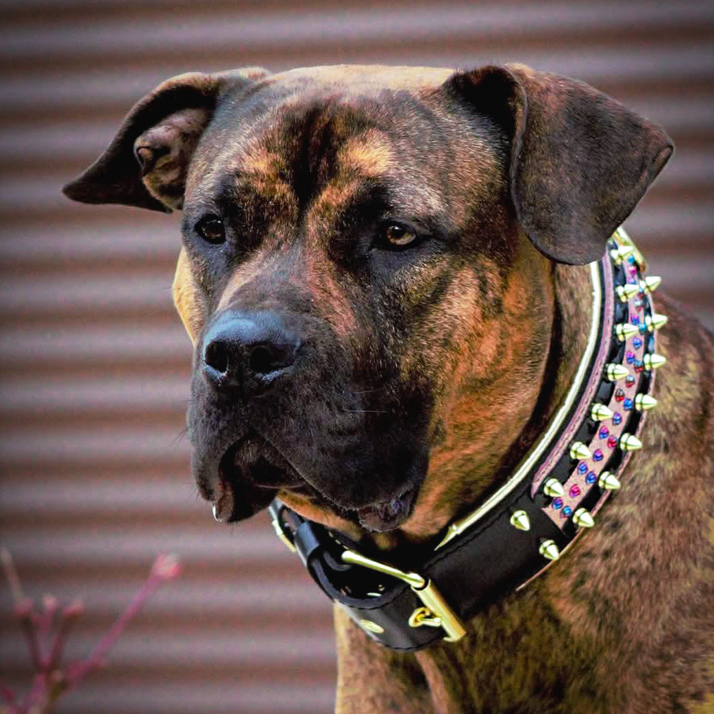 Bestia Candy Black Leather Dog Collar
