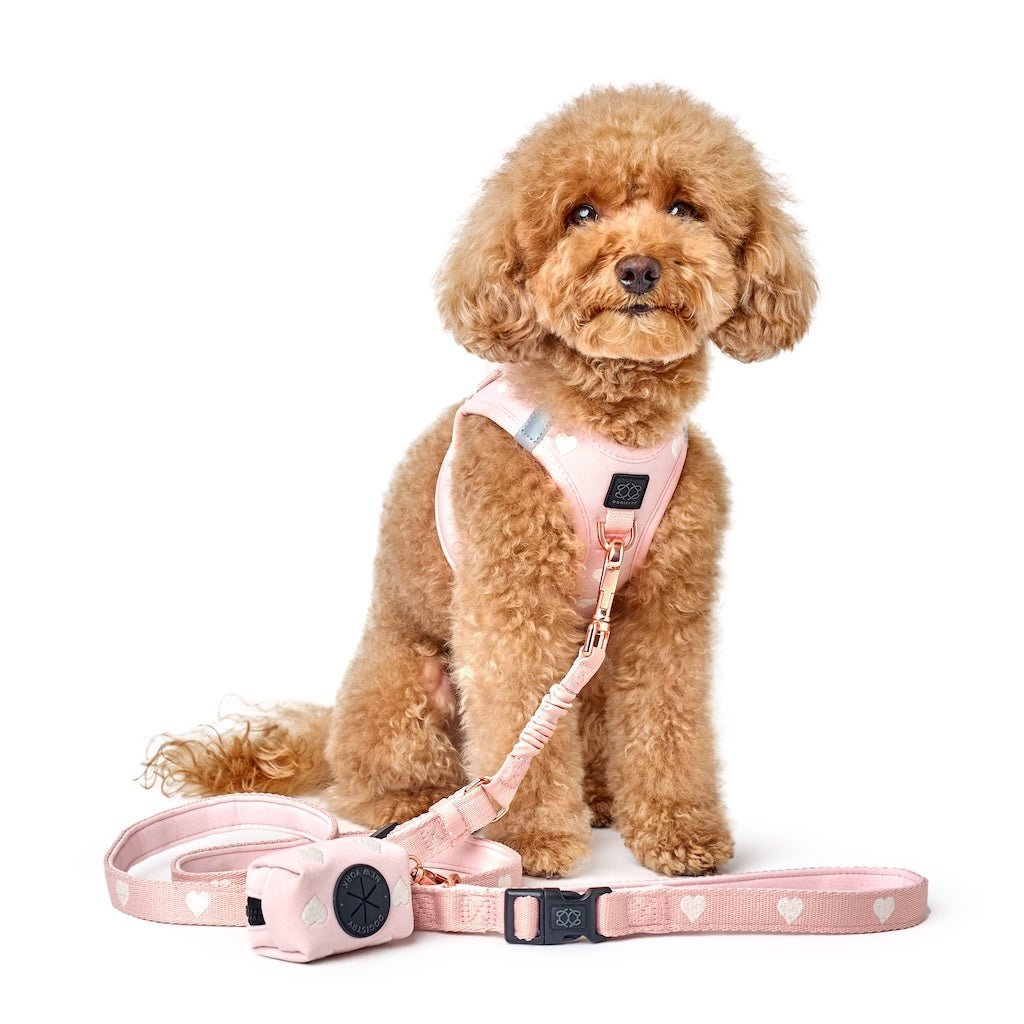 DOGISTRY 3-in-1 City Dog Leash - Sweetheart