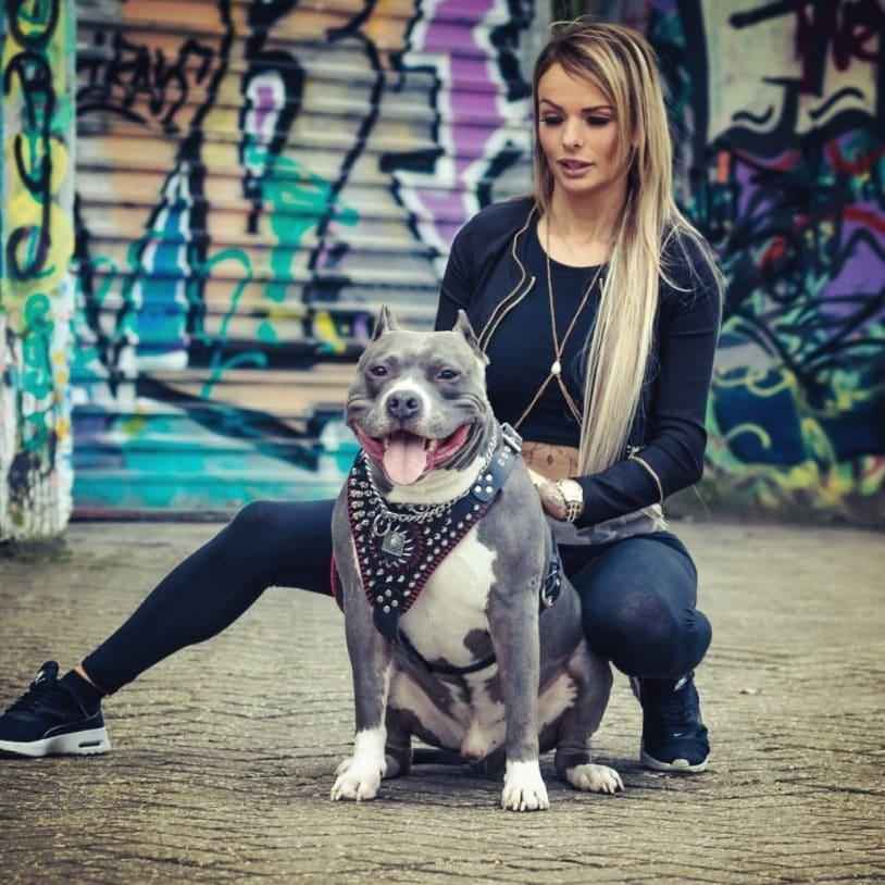 Bestia Handstitched David Leather Dog Harness