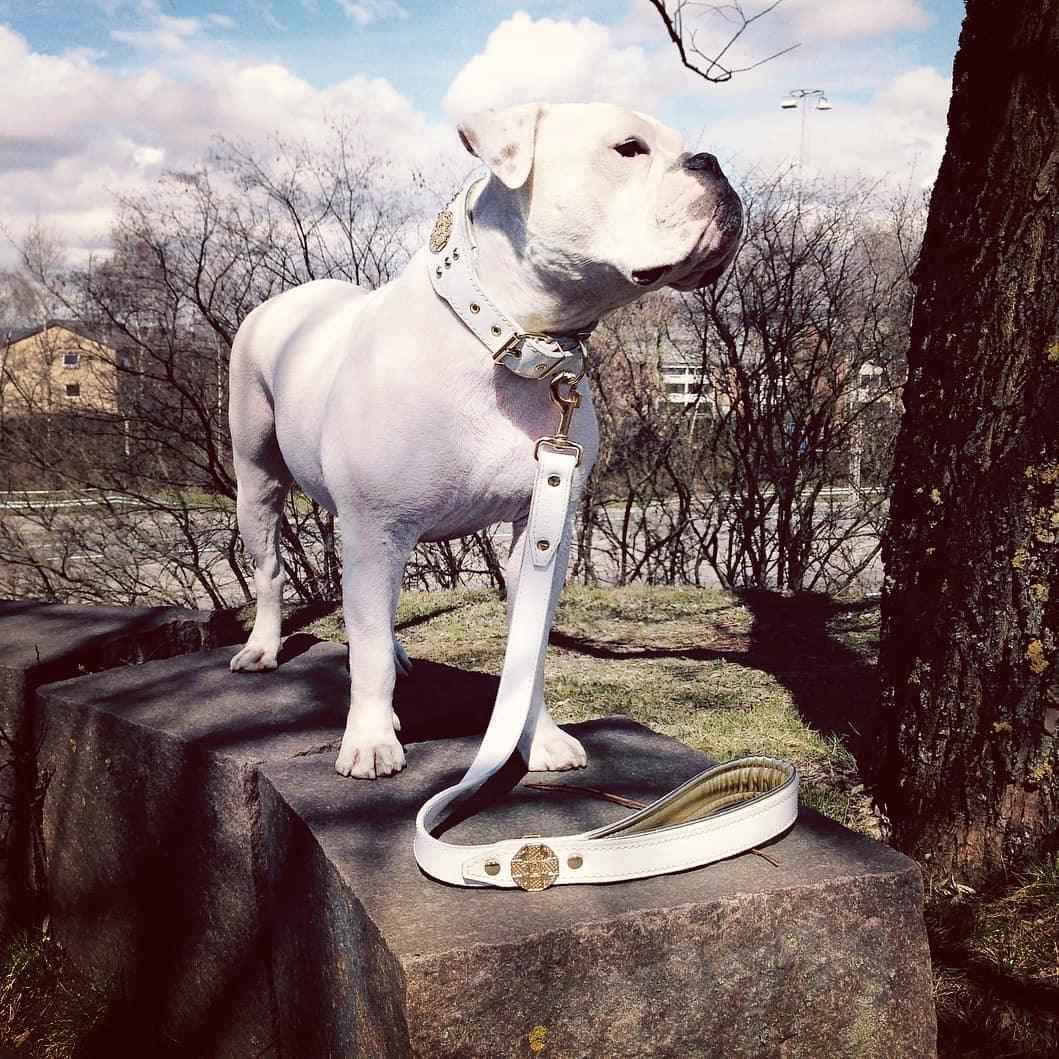 Bestia Maximus White & Gold Leather Dog Leash