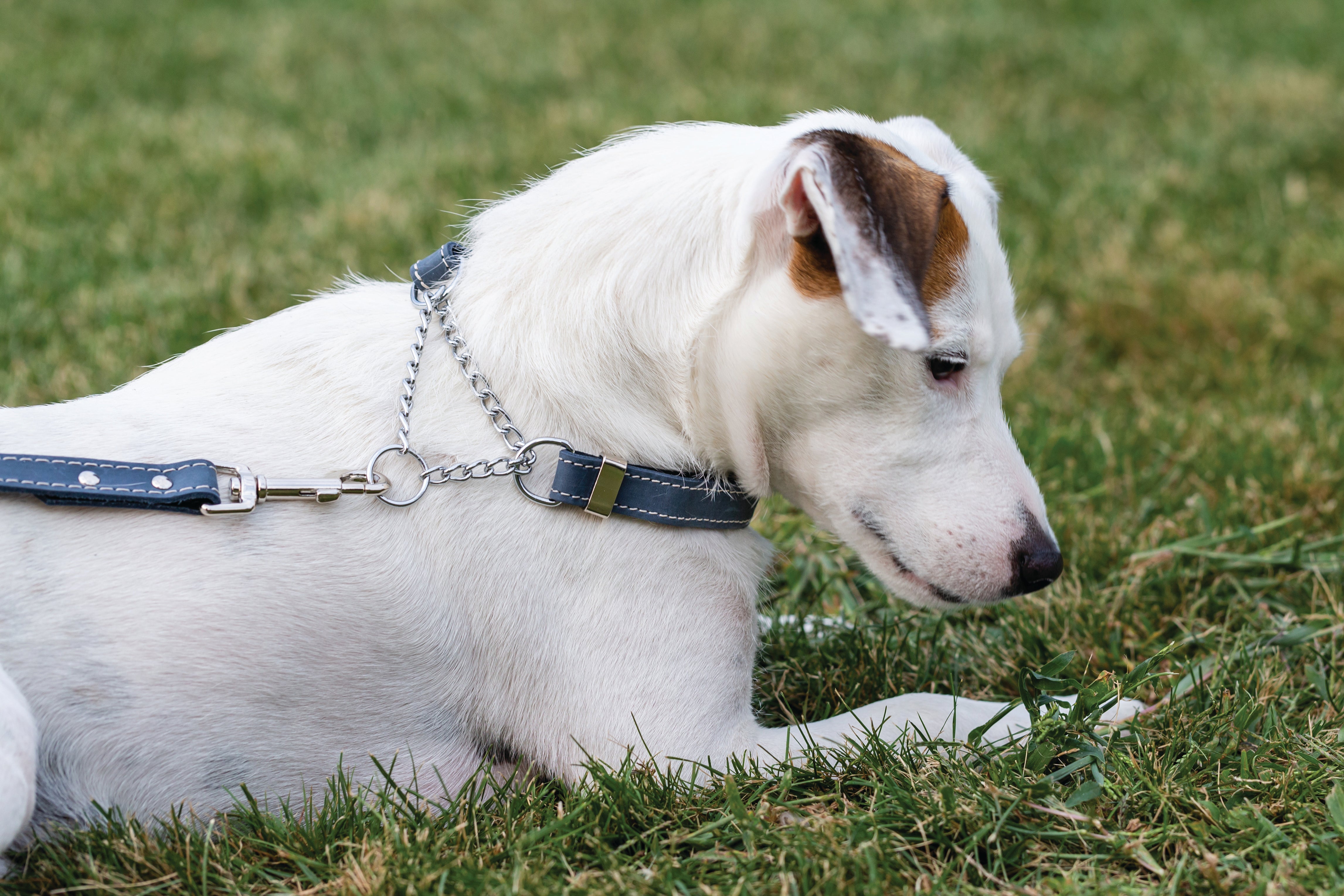 Martingale Blue Jeans Leather Dog Collar