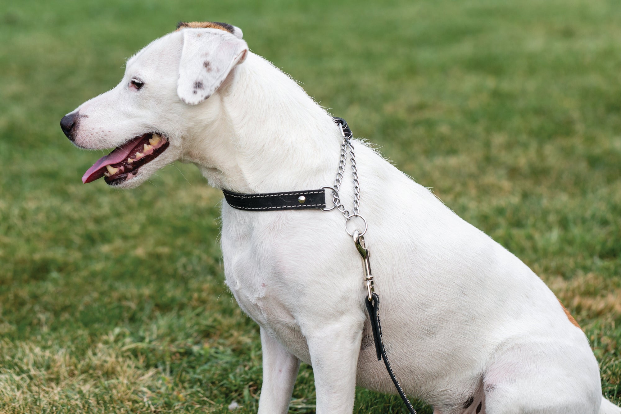 Euro-Dog Leather Martingale Dog Collar