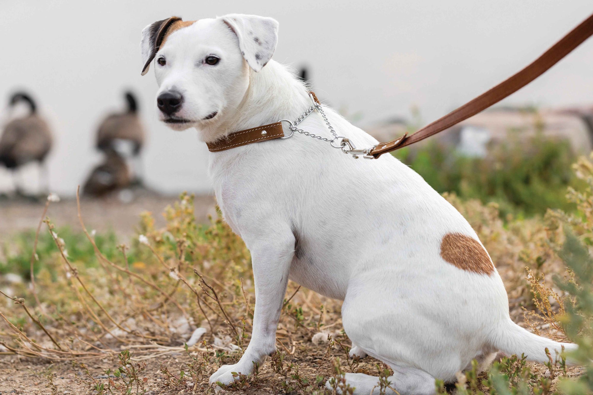 Euro-Dog Leather Martingale Dog Collar