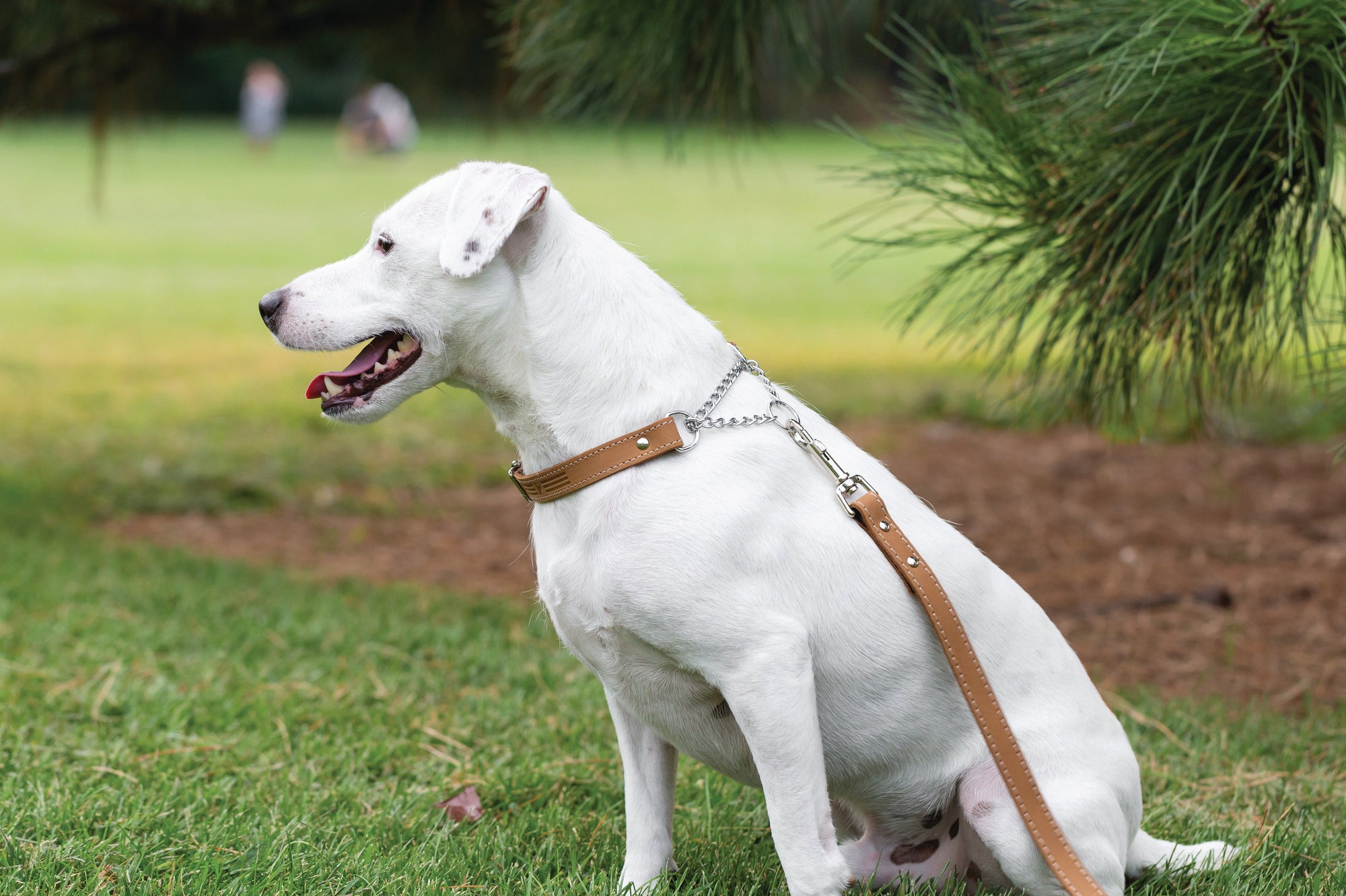 Euro-Dog Leather Martingale Dog Collar