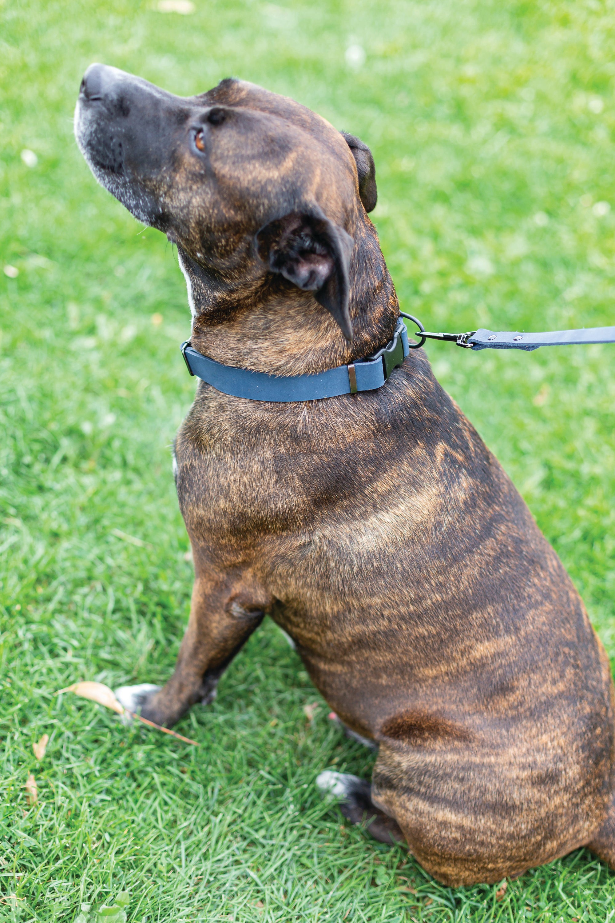 Euro-Dog Sport Leather Dog Collar