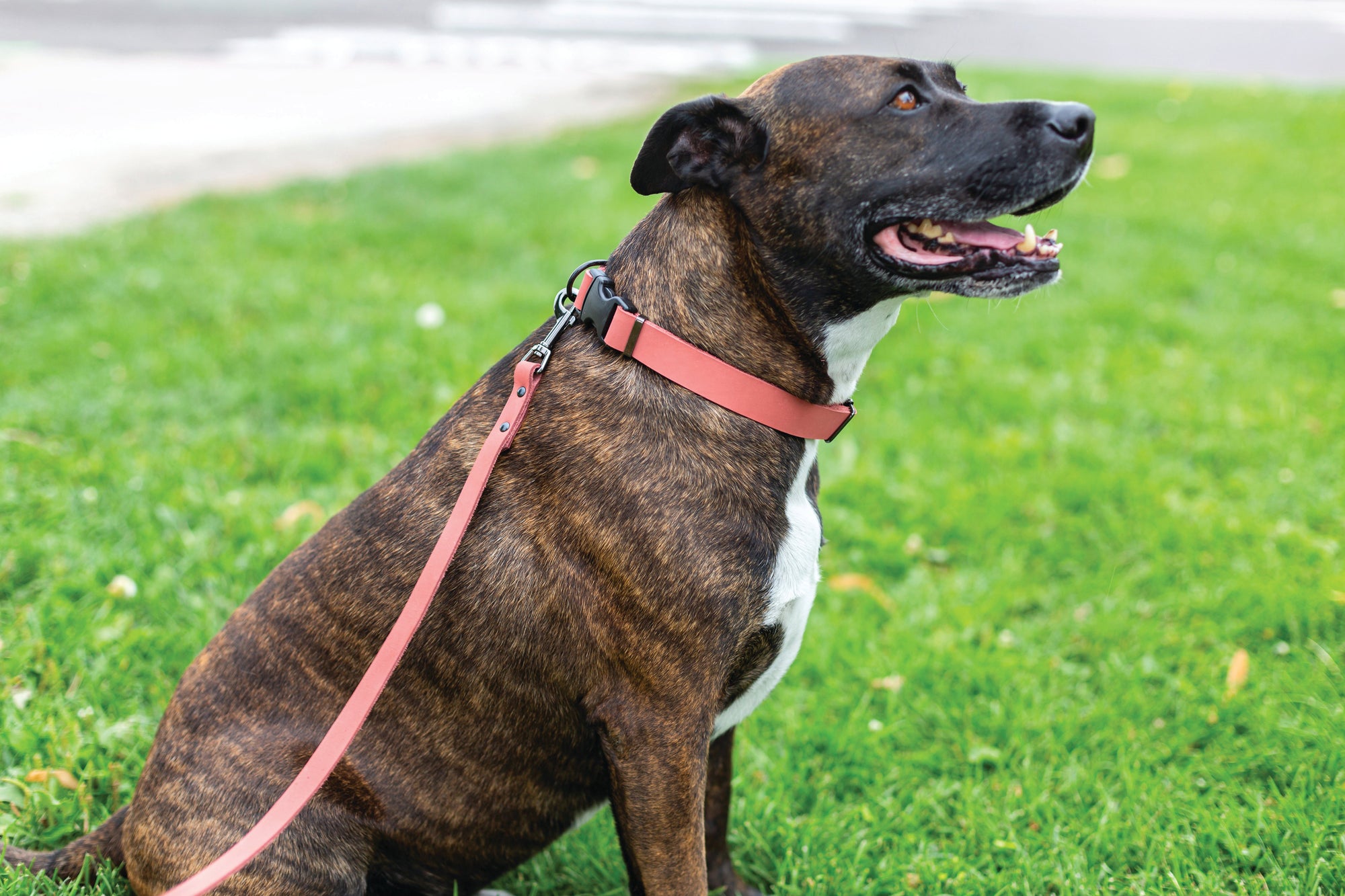 Euro-Dog Sport Leather Dog Collar