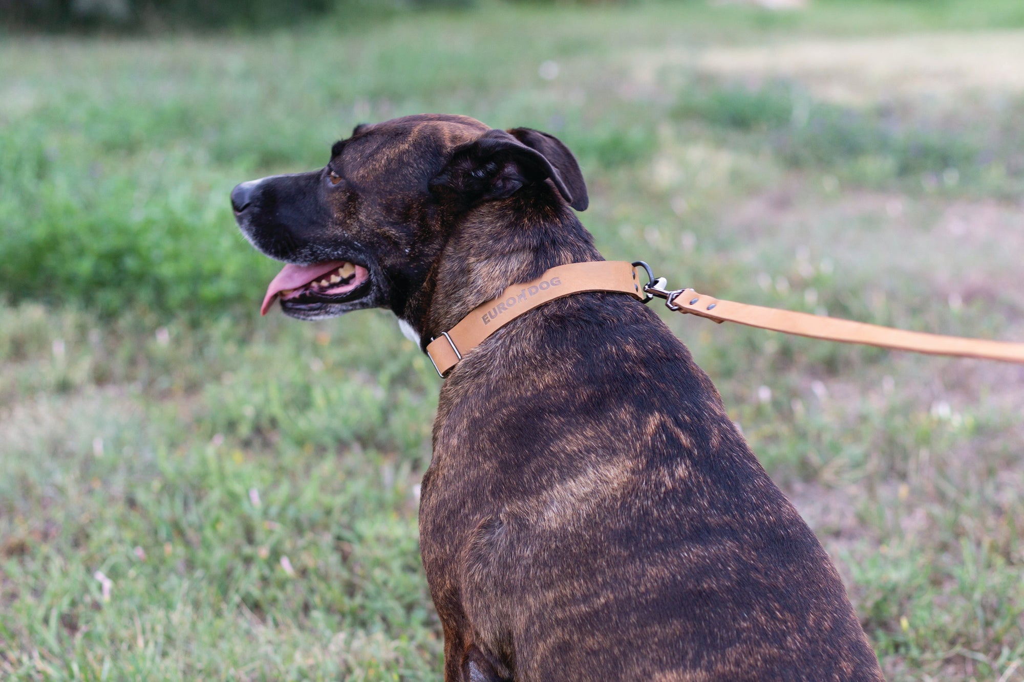 Euro-Dog Sport Leather Dog Collar