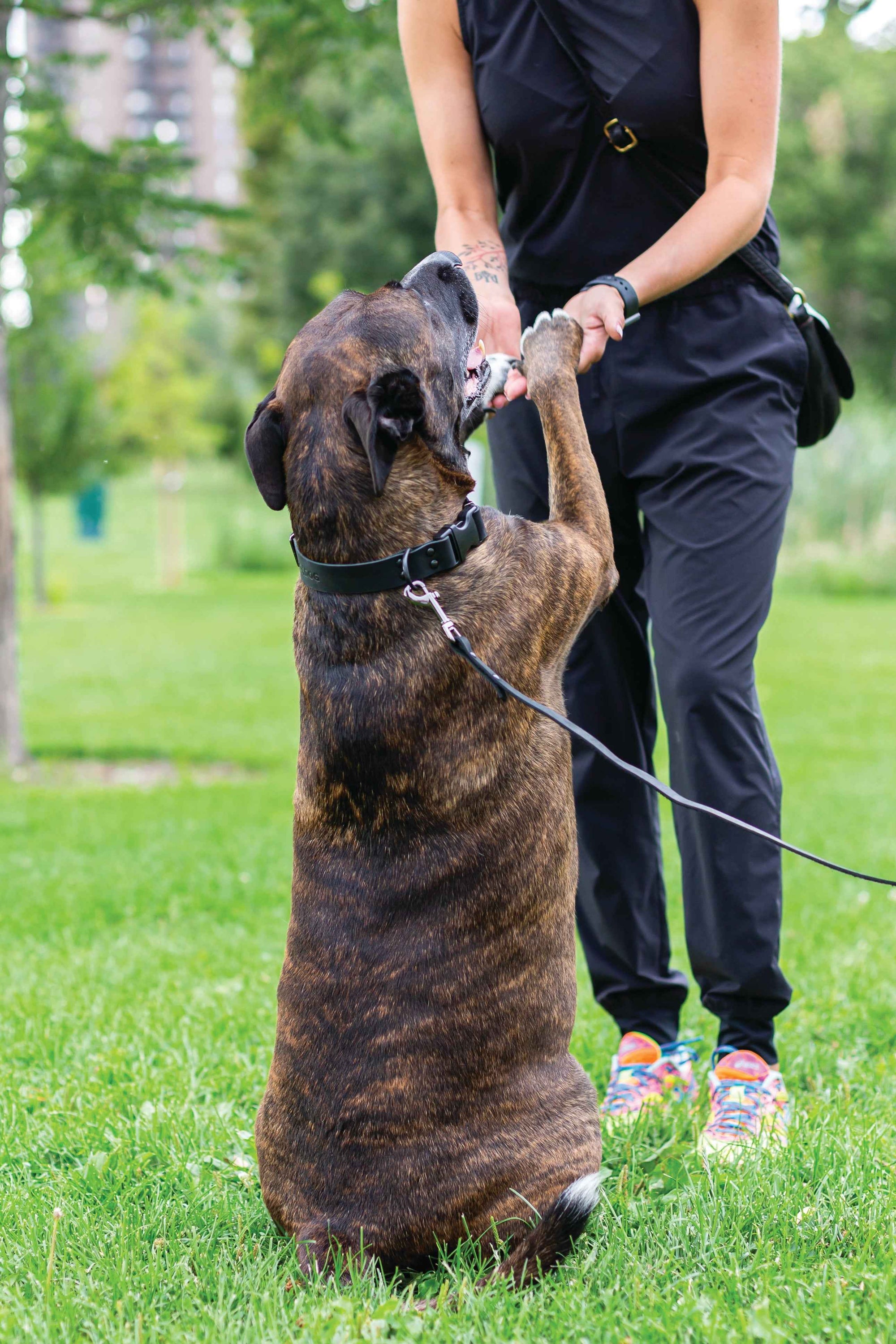 Euro-Dog Sport Leather Dog Leash