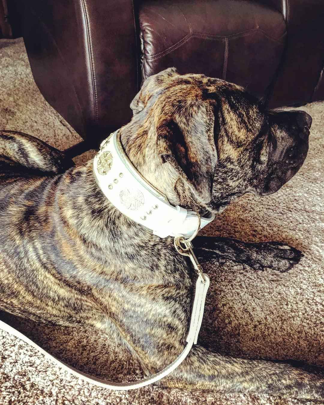 Bestia Maximus White & Gold Leather Dog Leash